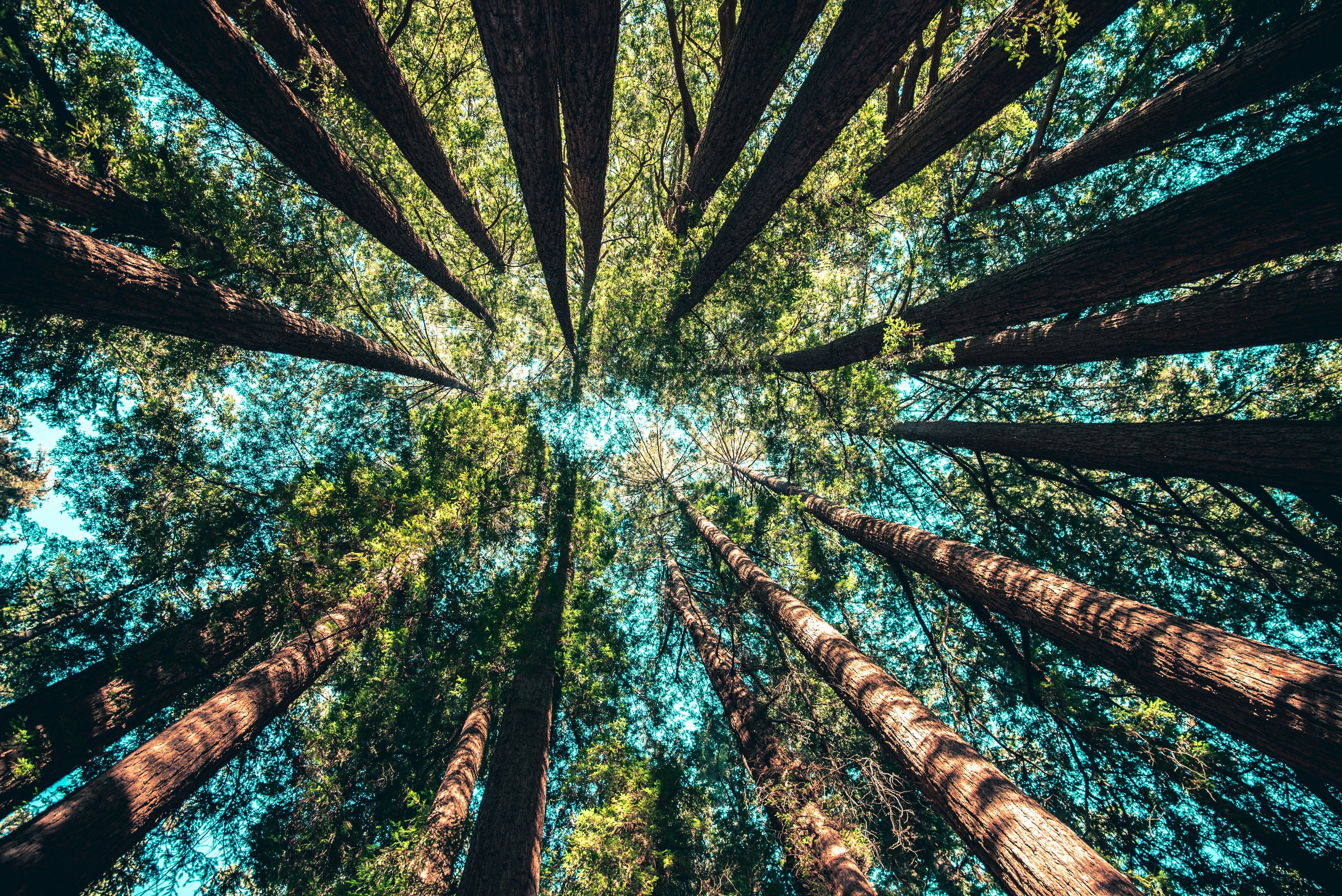 nature environnement