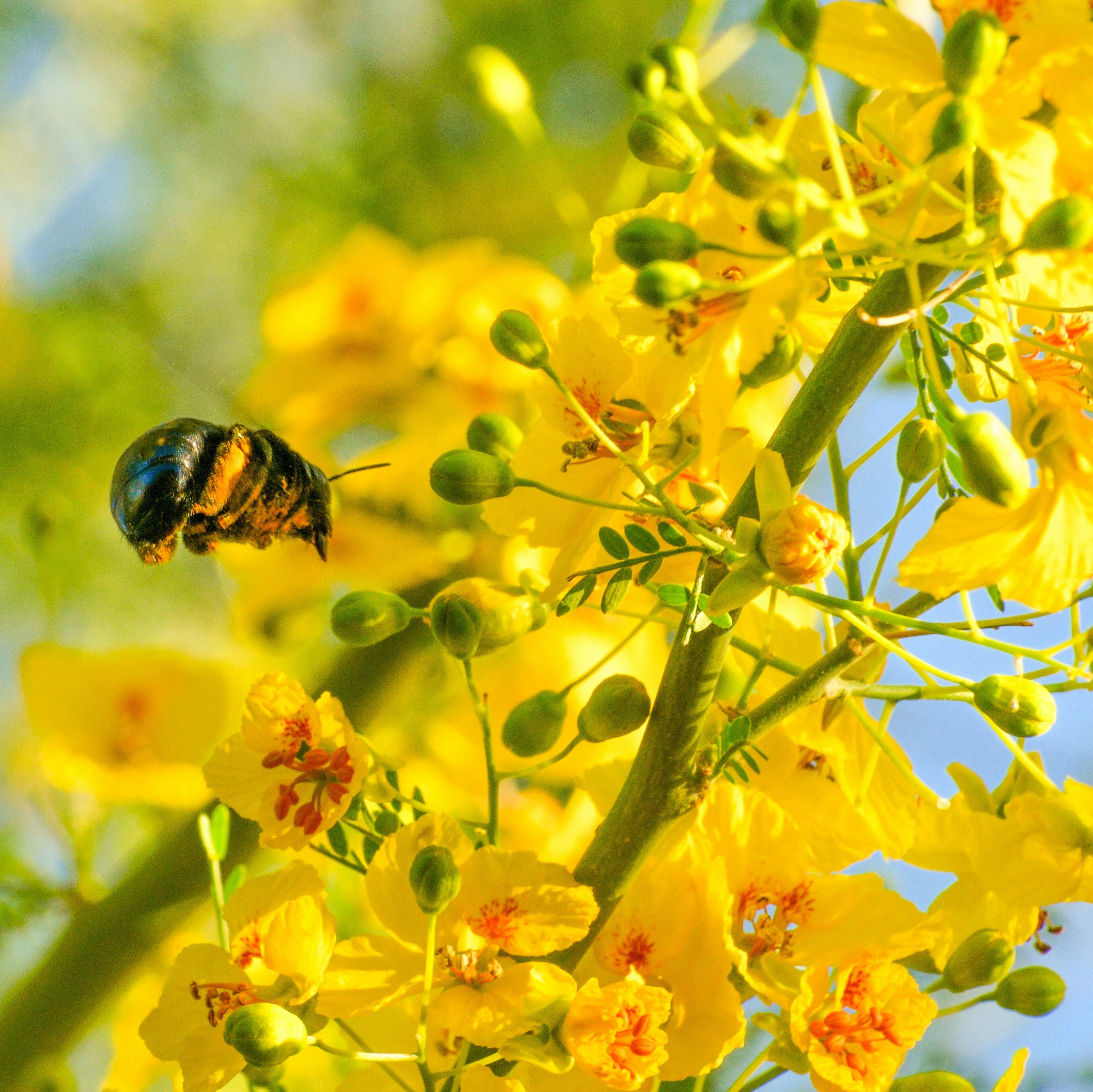 abeille biodiversité