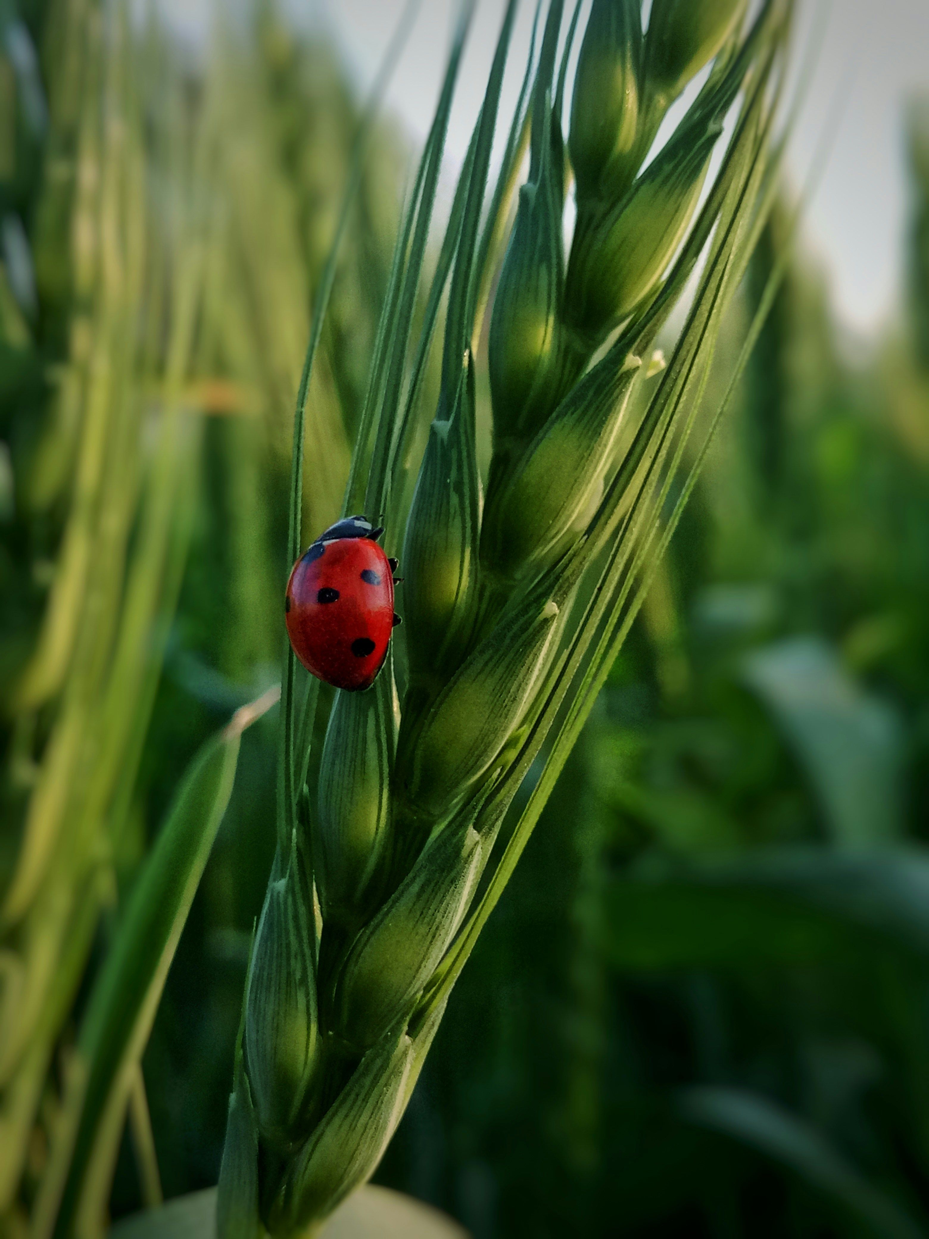 biodiversite insectes