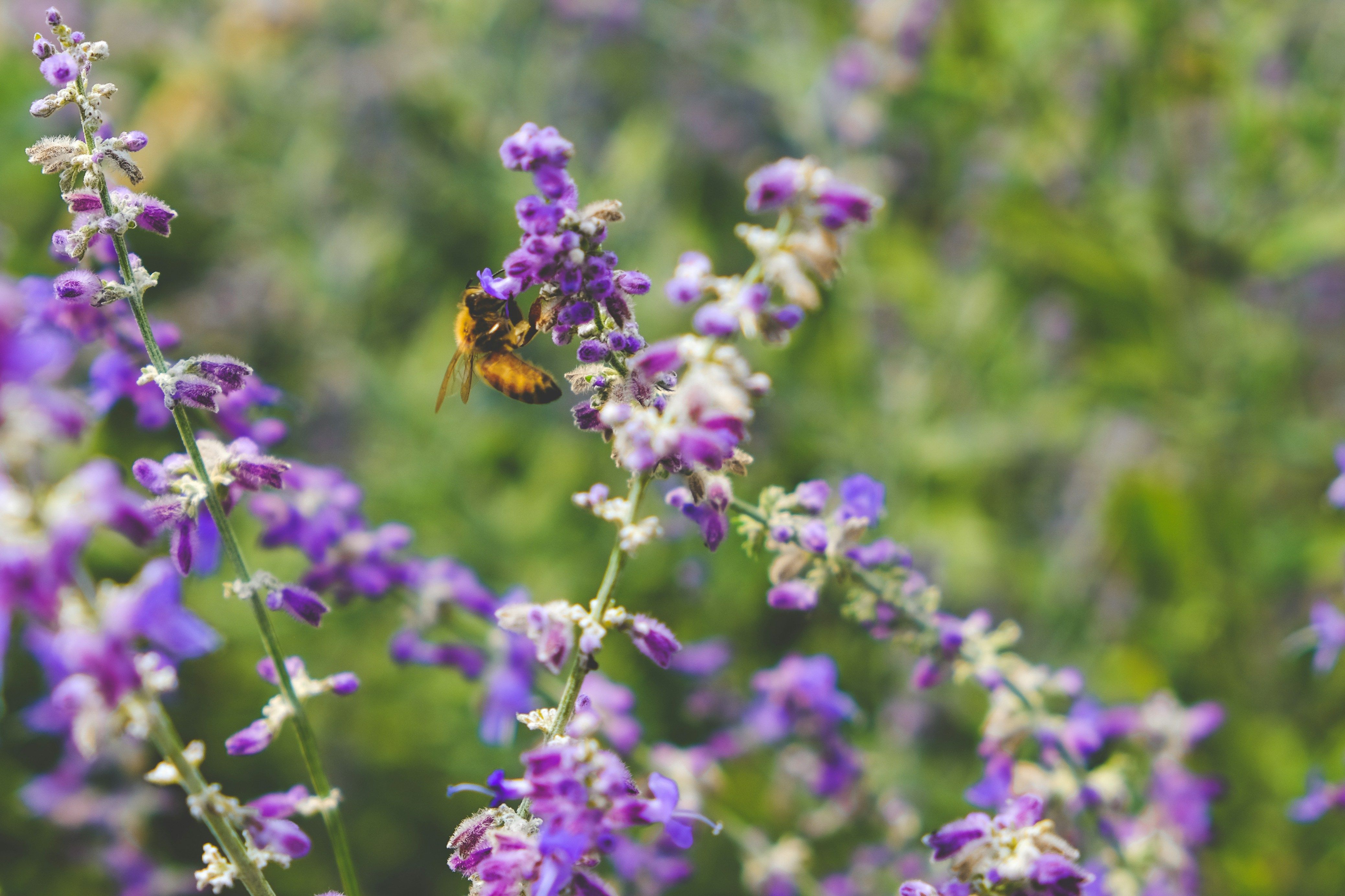 biodiversité
