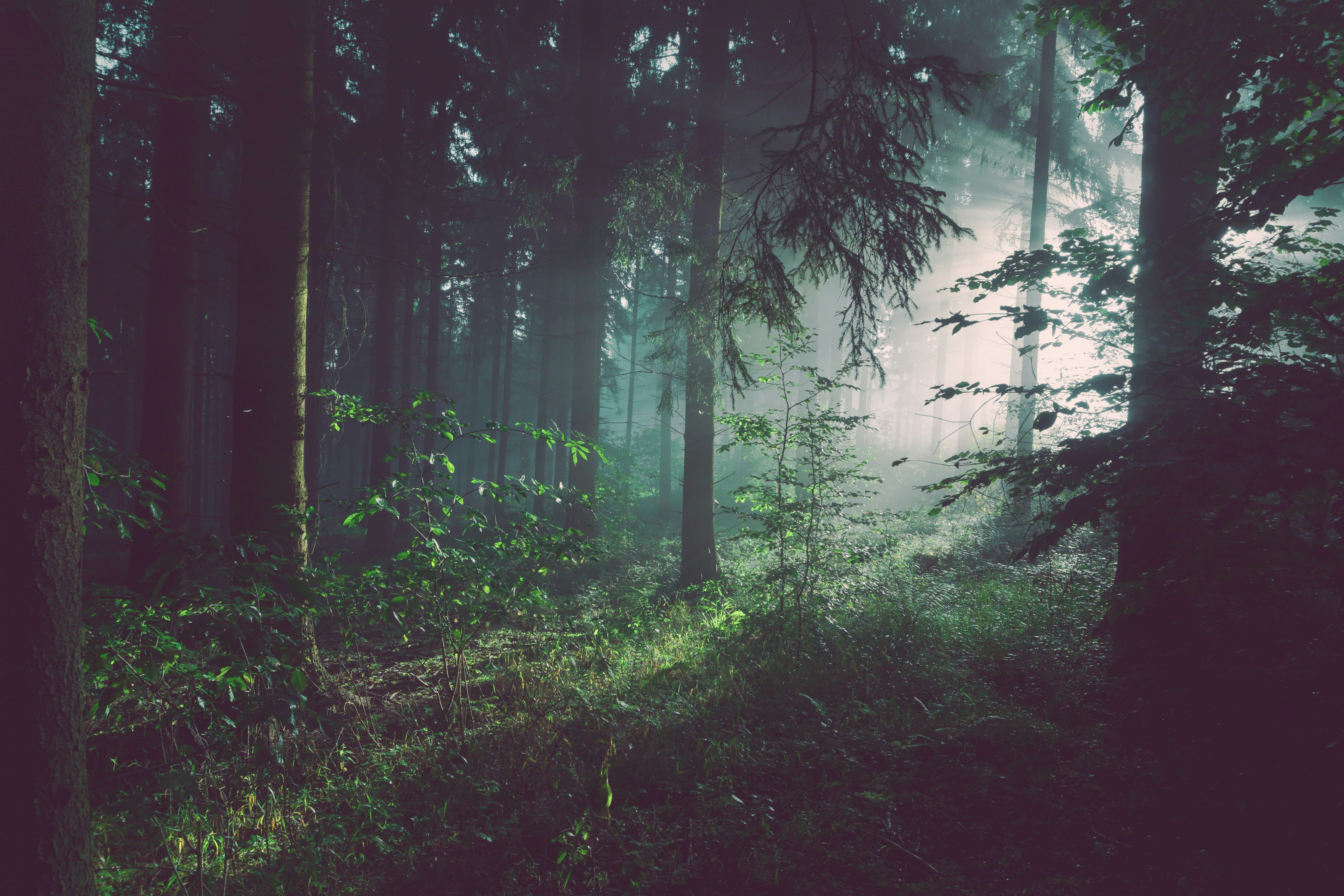 reforestation compensation carbone