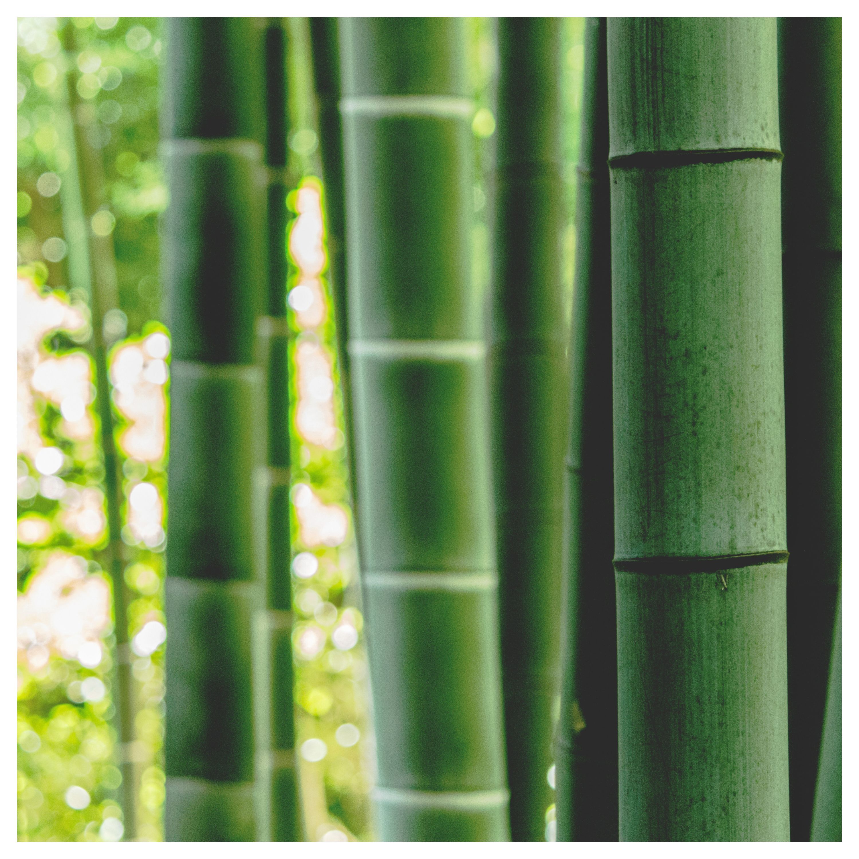 Grandes tiges de bambou vertes