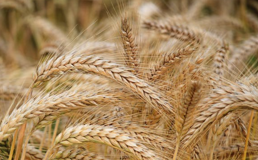 Gros plan sur des épis de blé