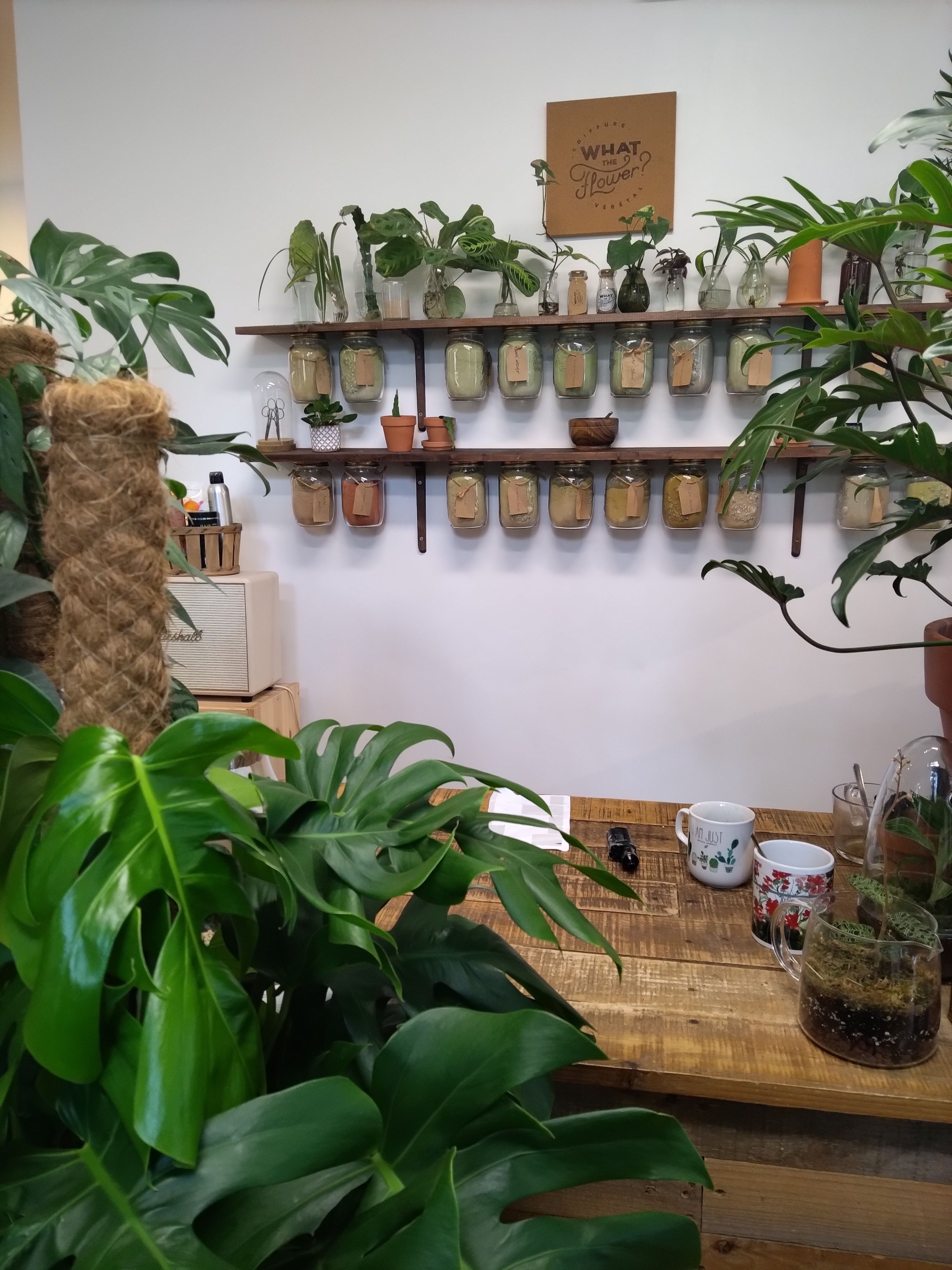 une pièce avec des étagères avec des plantes et des objets dessus