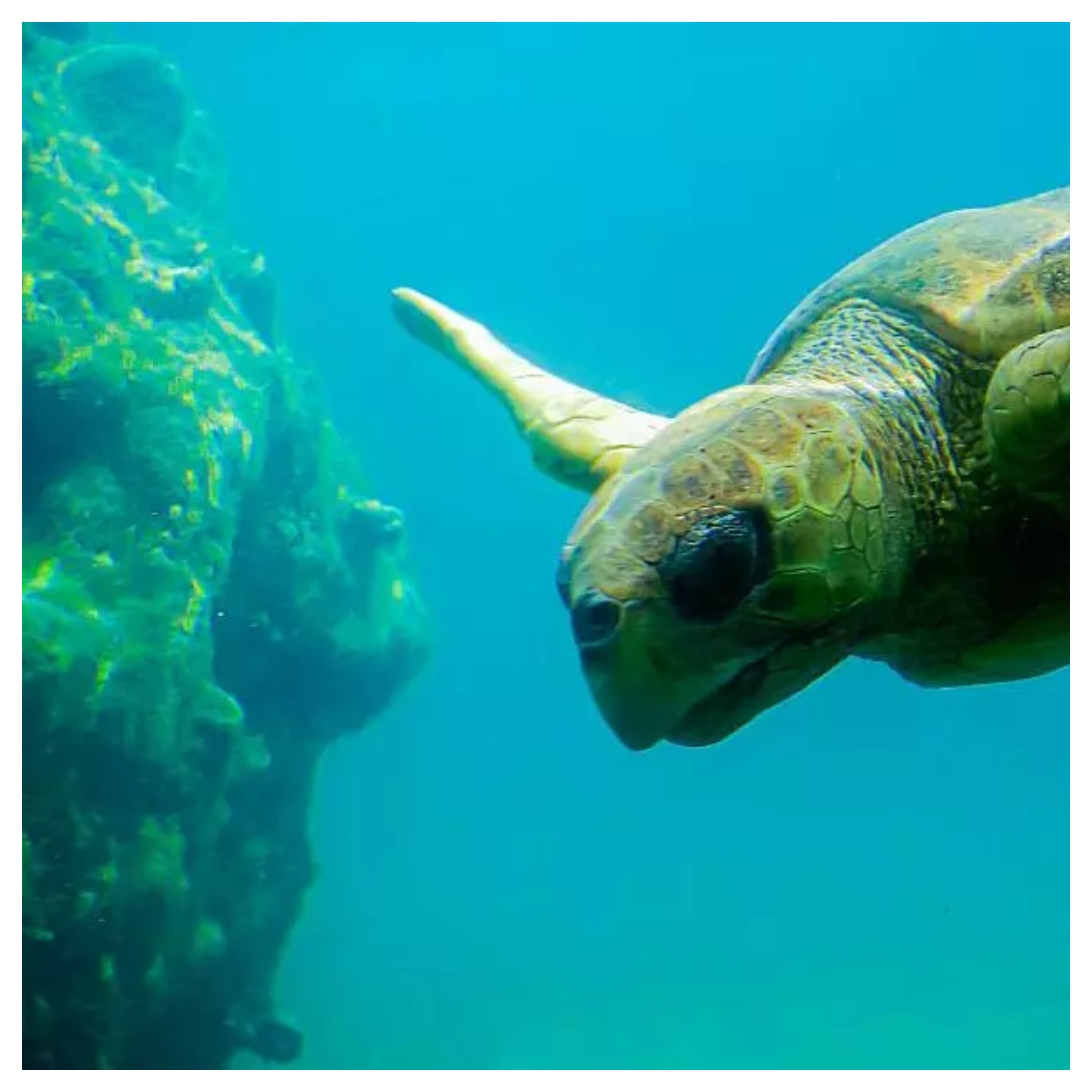 Image de tortue marine 