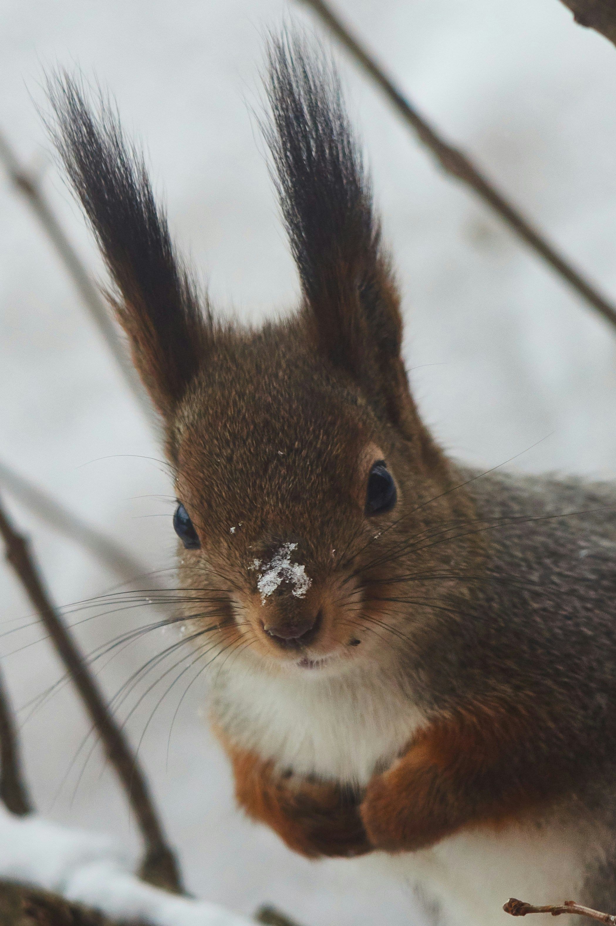 ecureuil dans la neige