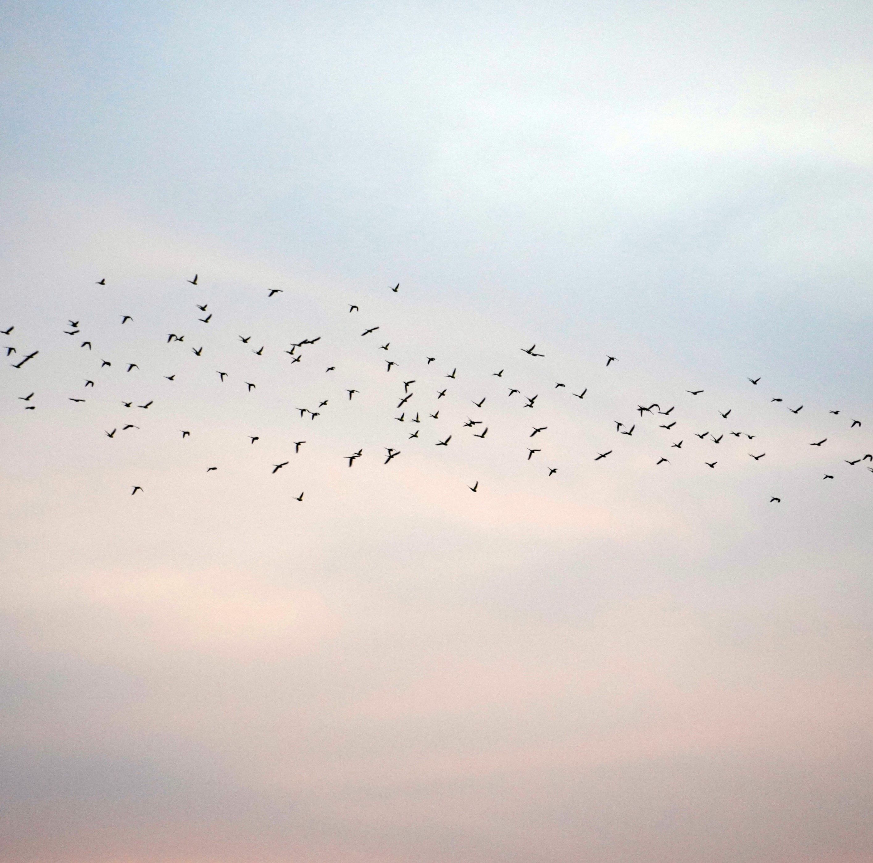 Oiseaux migrateurs dans le ciel