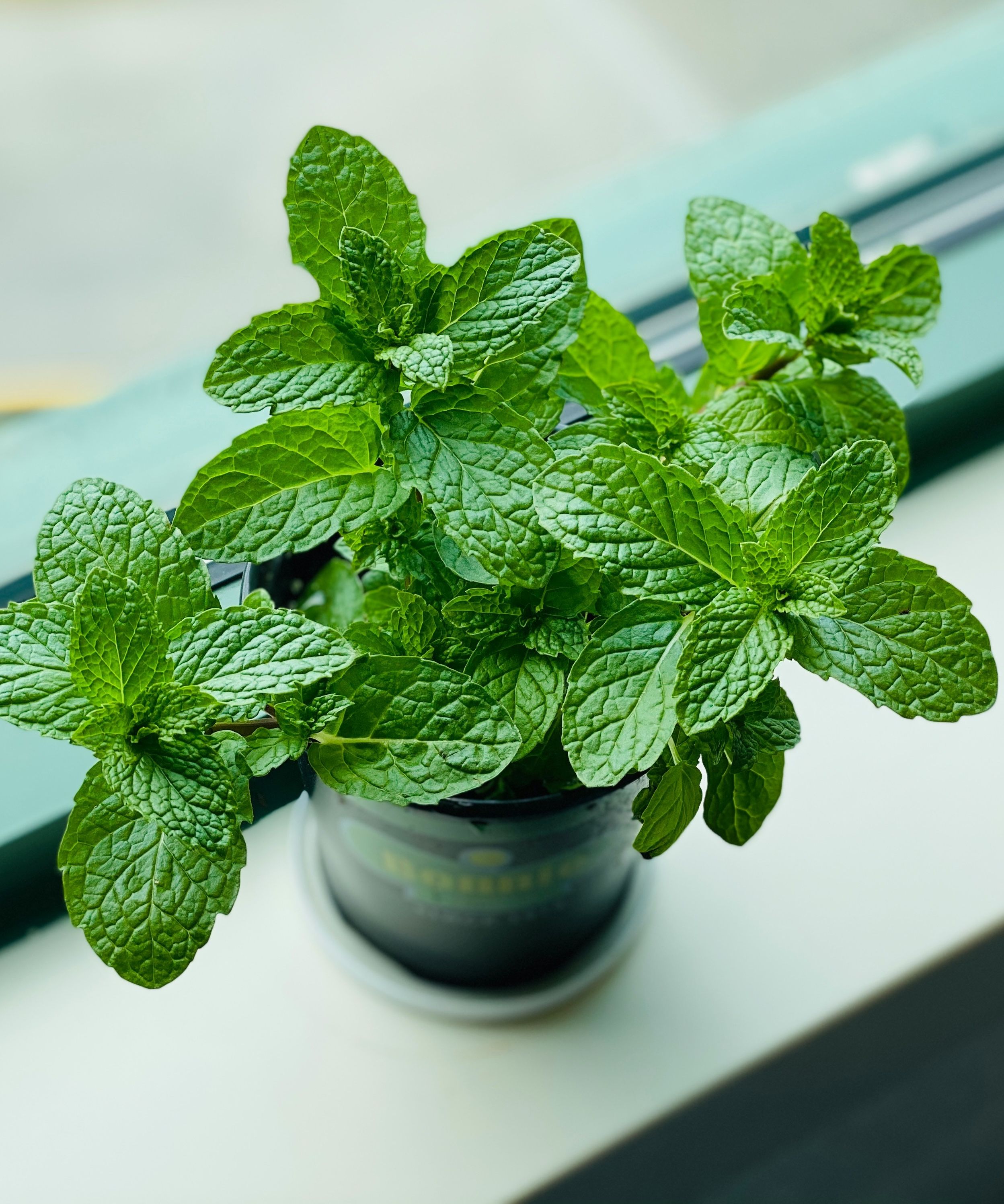 pot de menthe