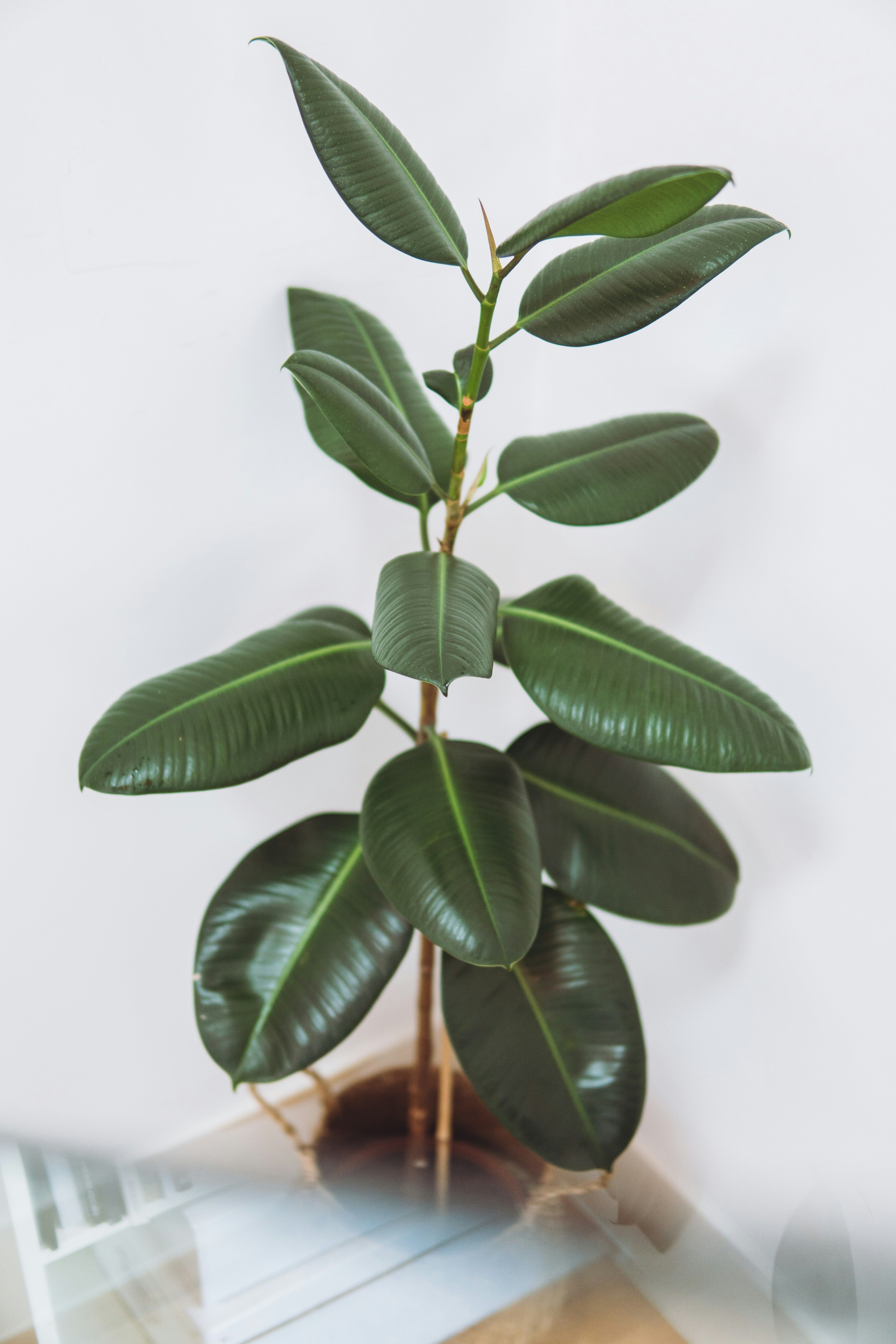 Ficus Elastica