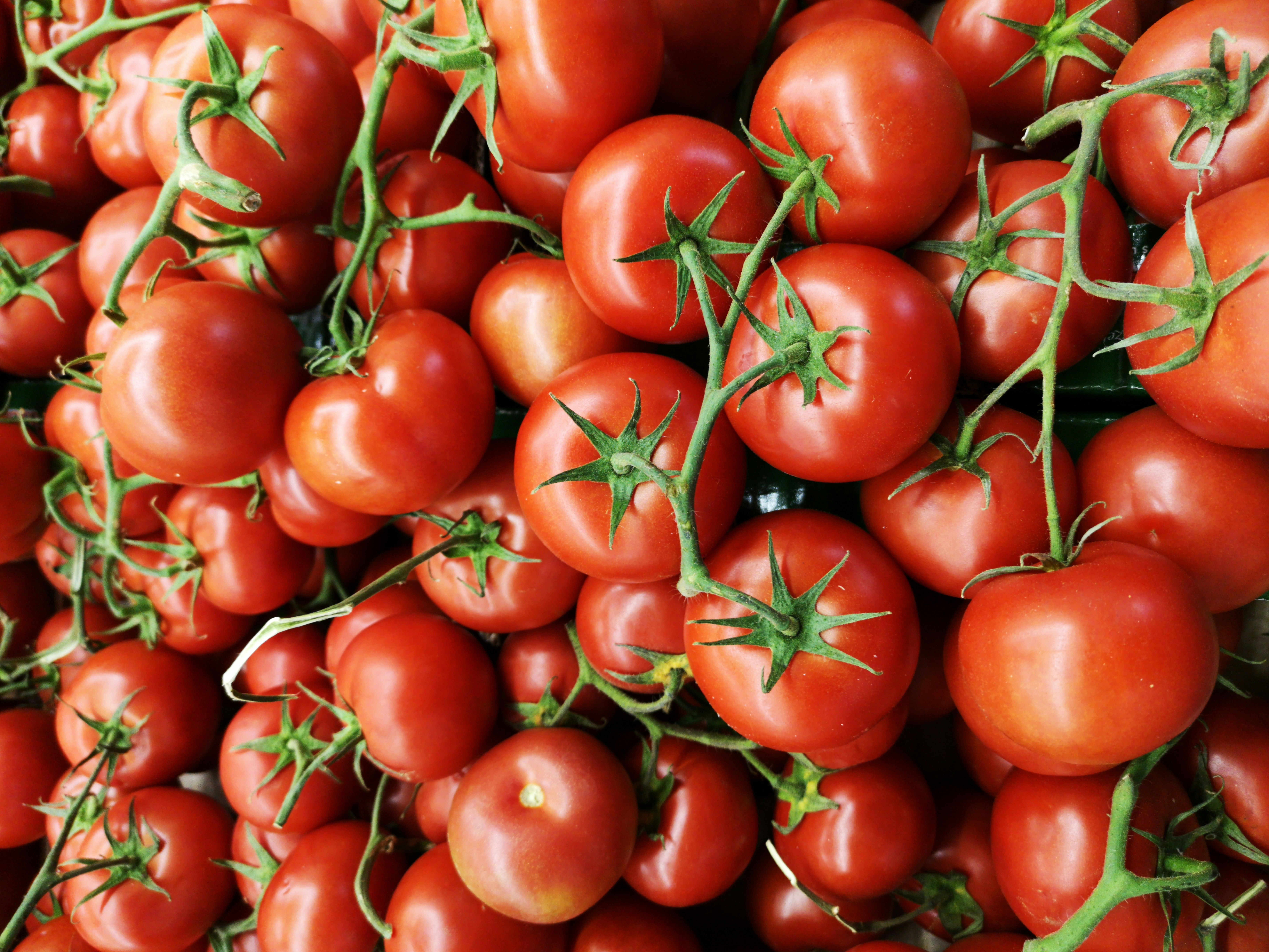 Tomates grappes