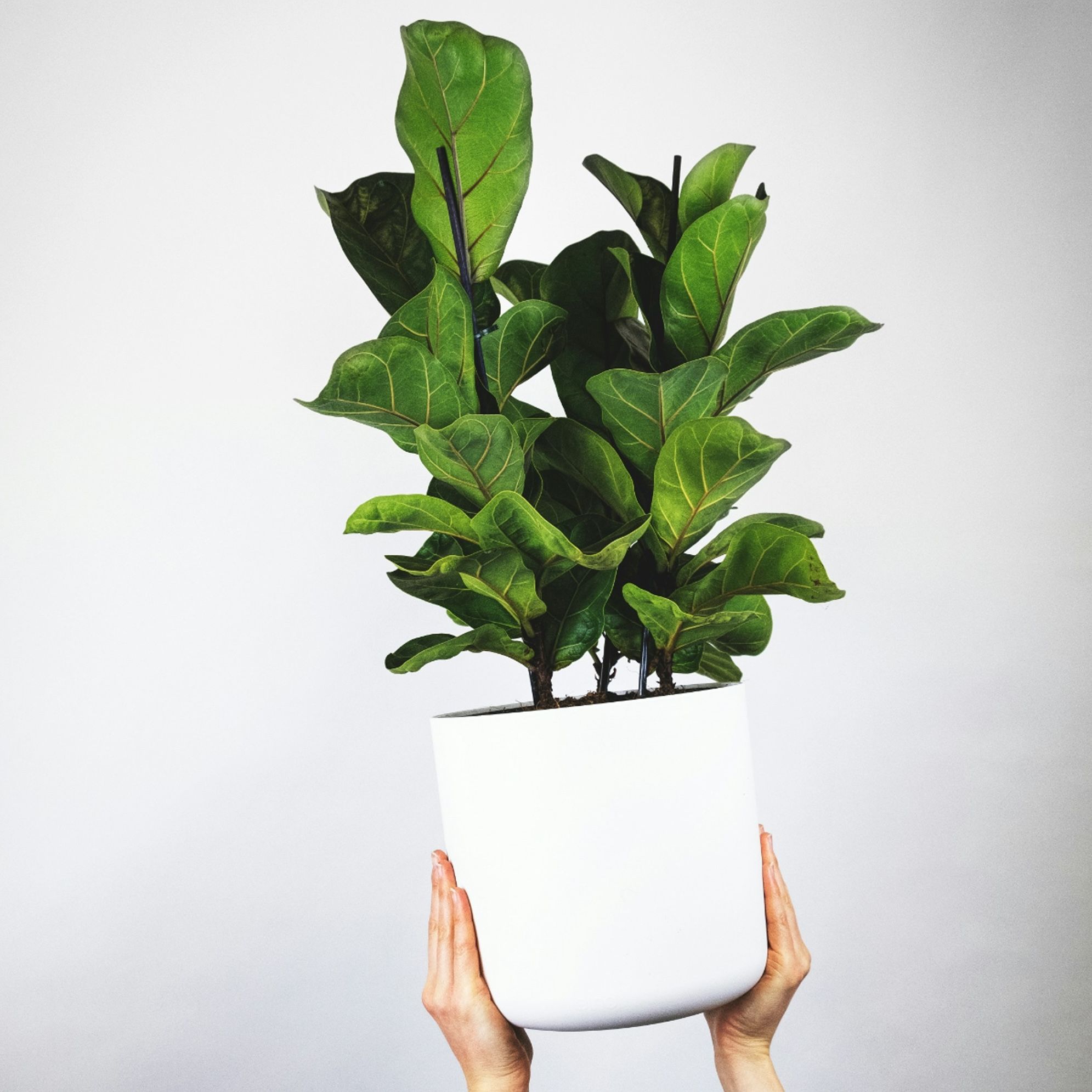 Plante d'intérieur increvable et dépolluante