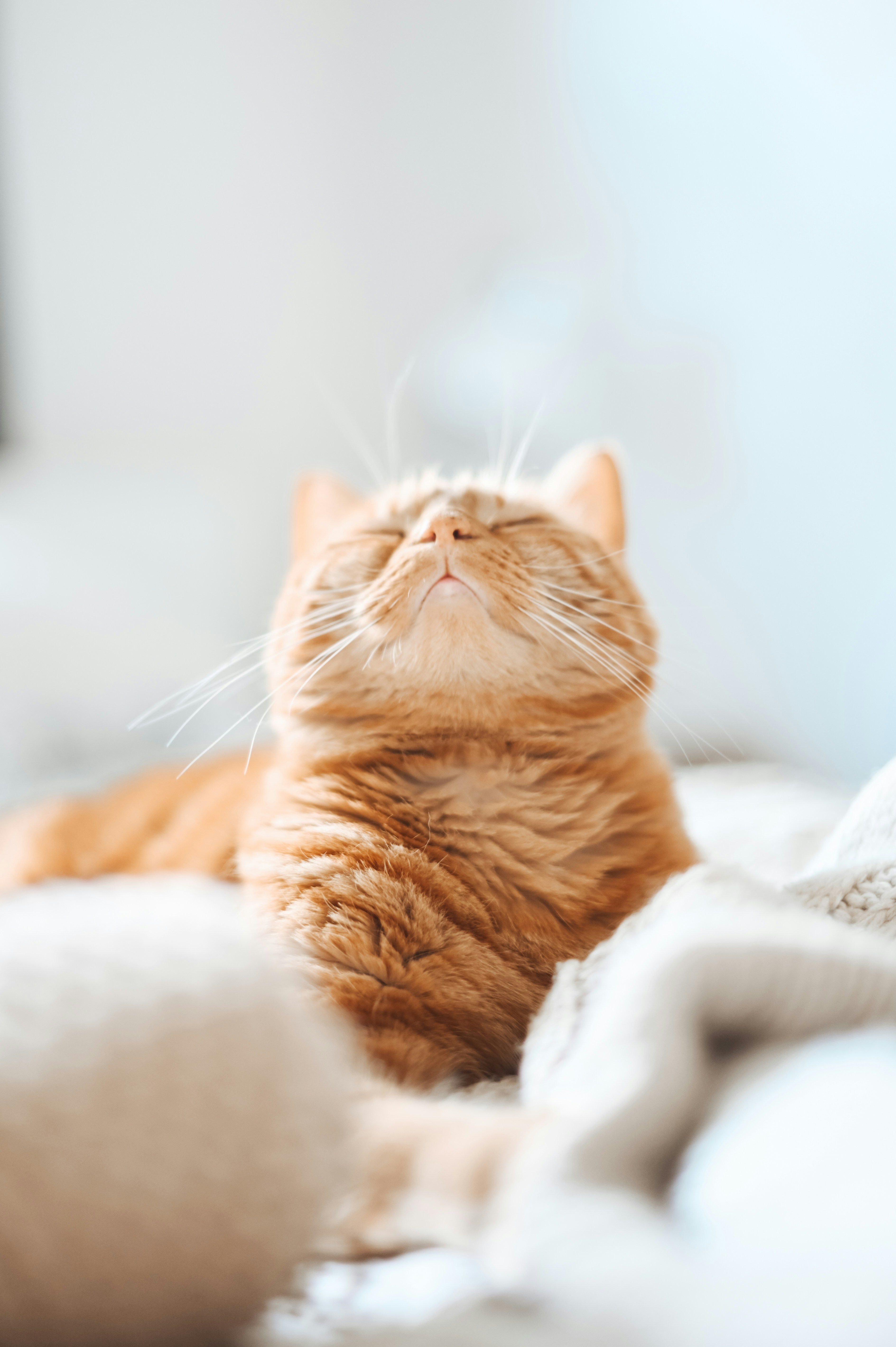 chat qui s'étire
