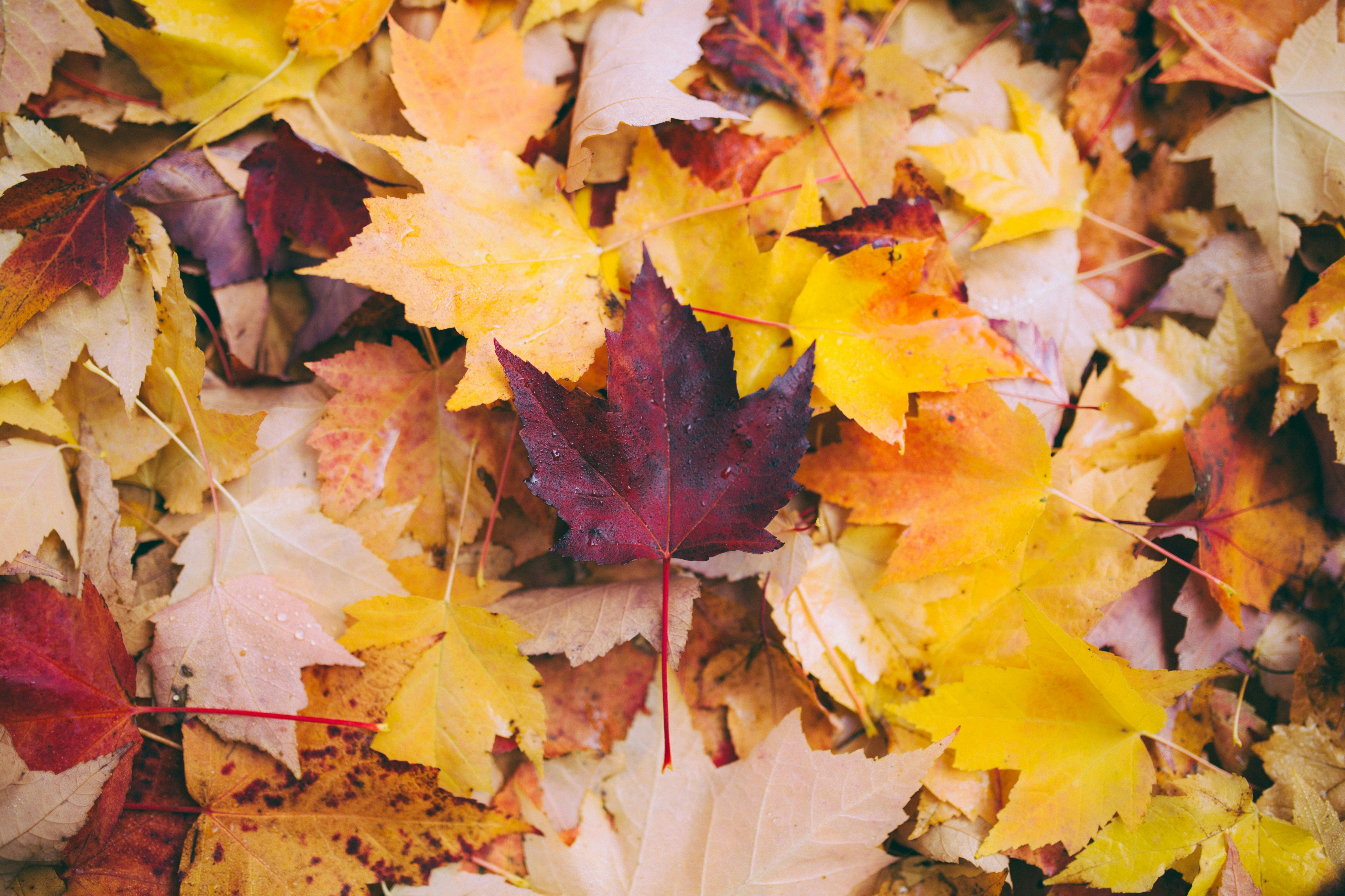 feuilles mortes revalorisation