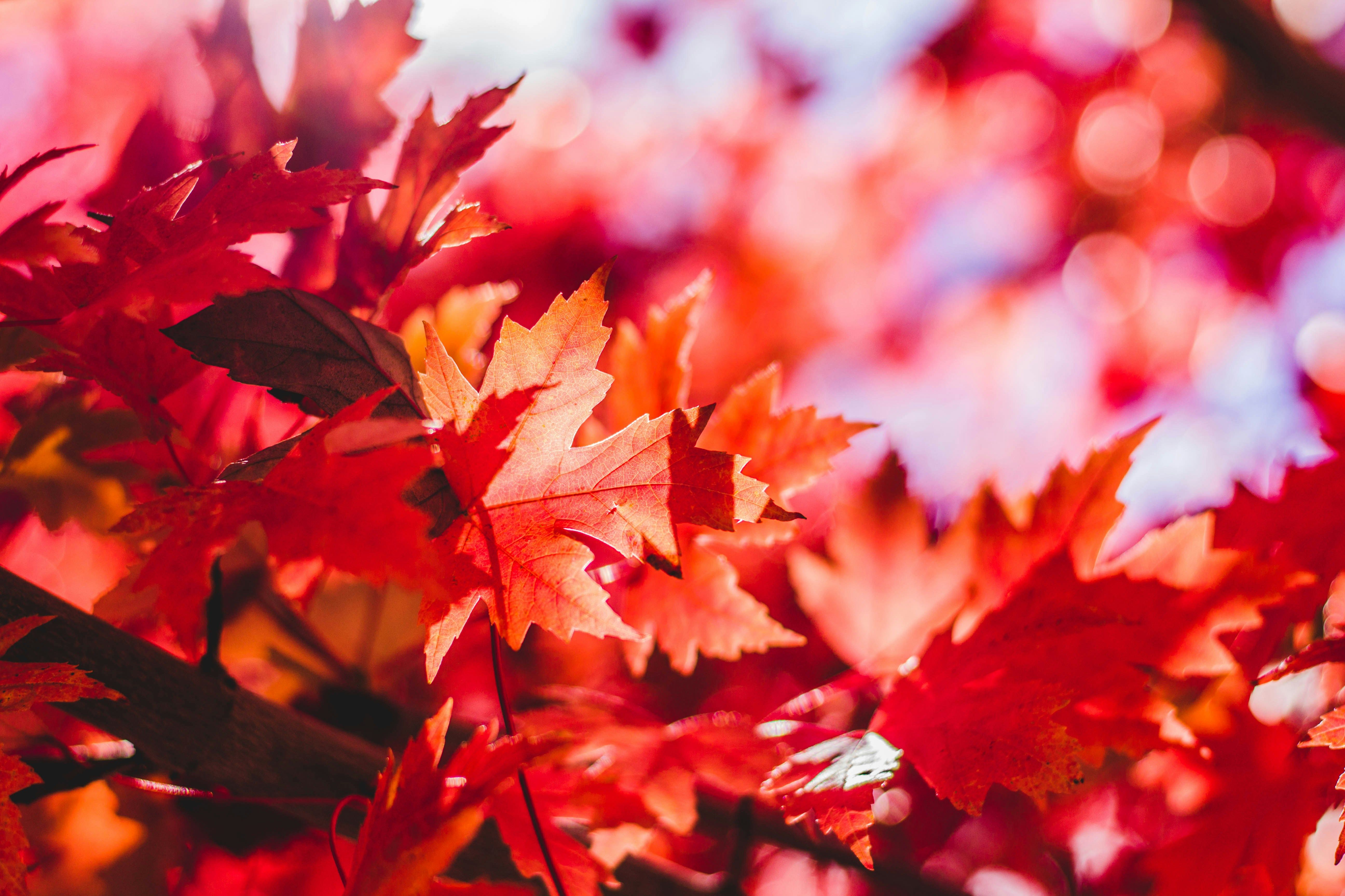 éco-gestes d'automne