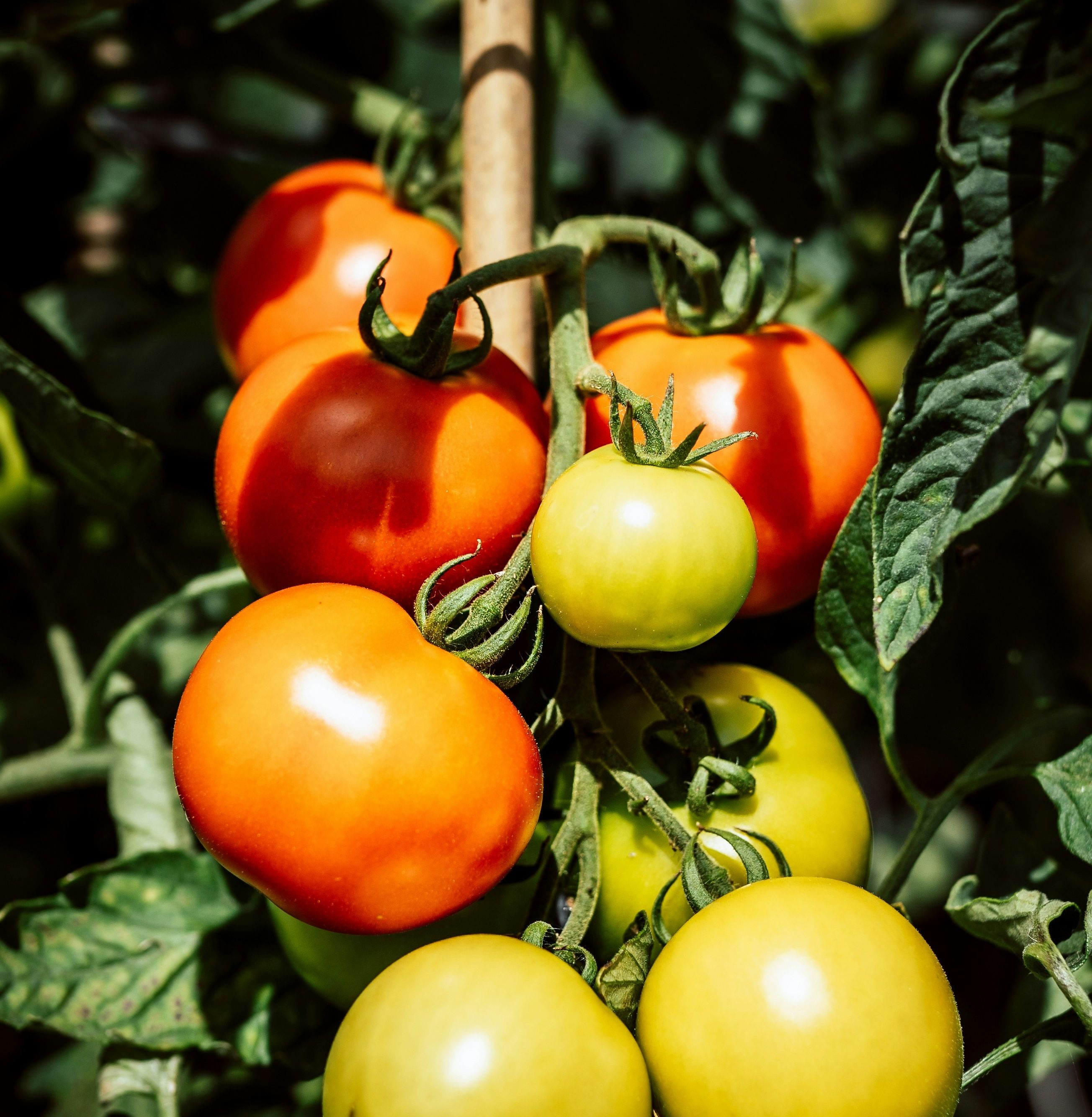 tomates sur pied