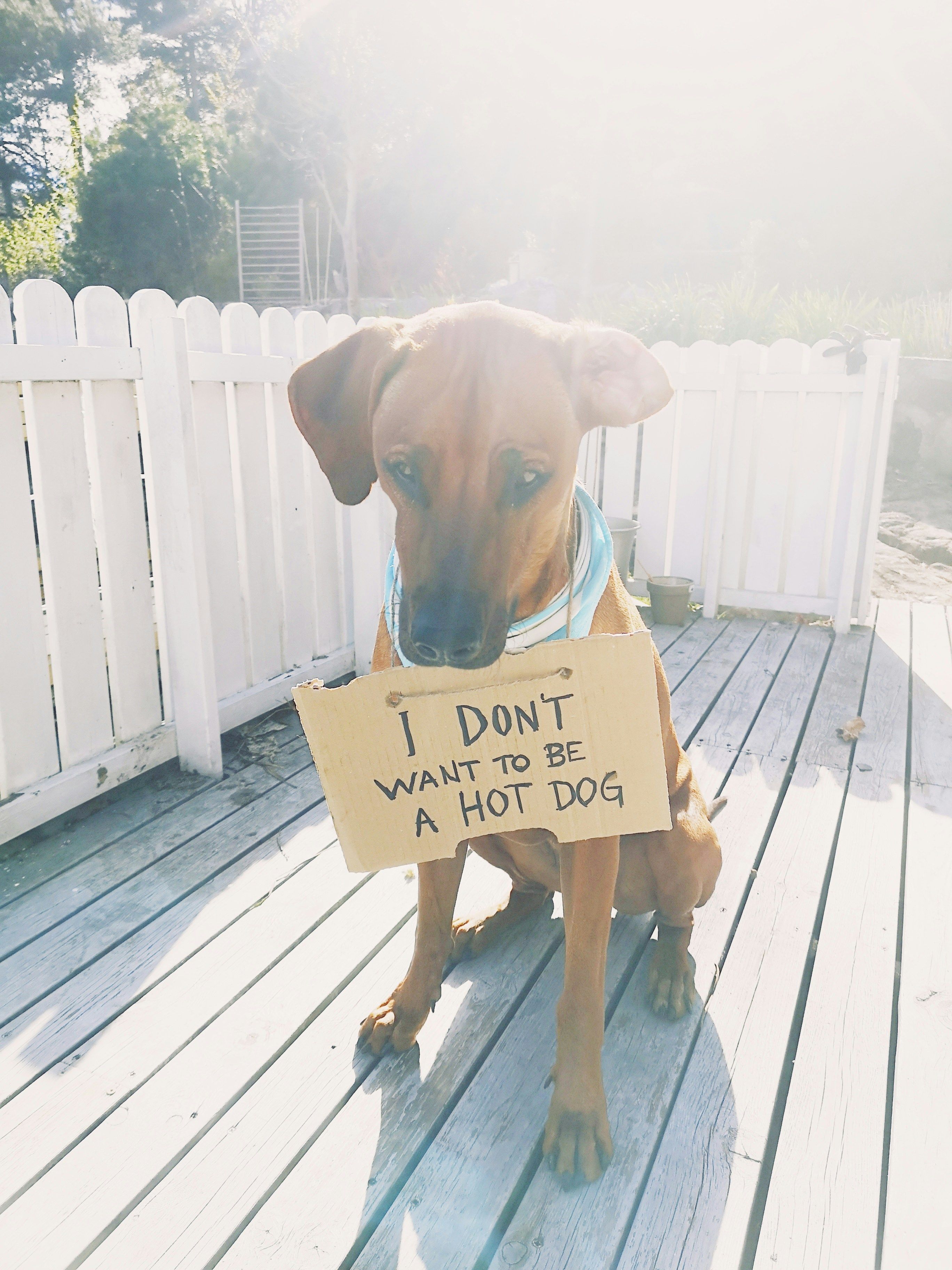 astuces canicule pour les animaux