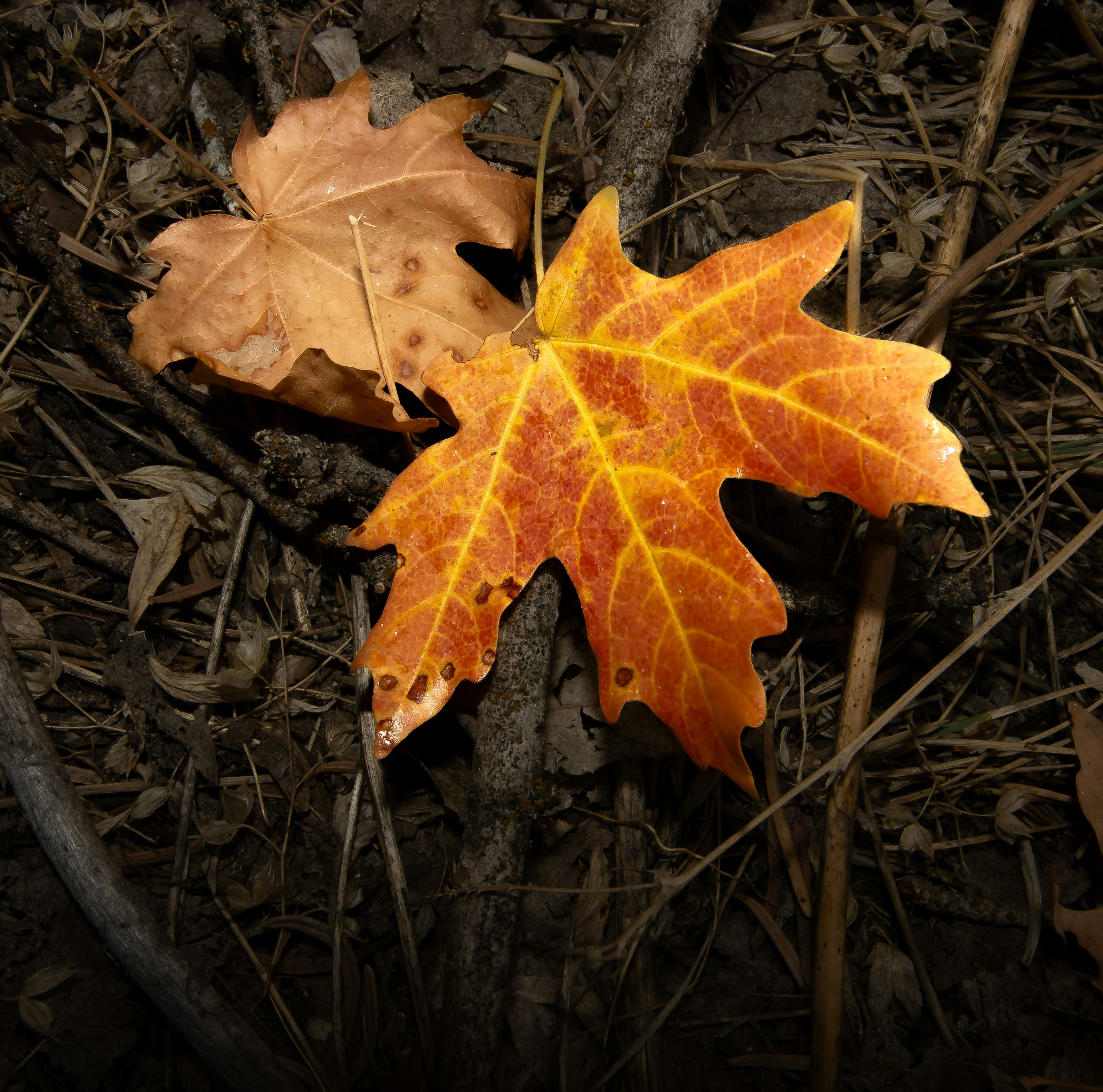 feuilles mortes