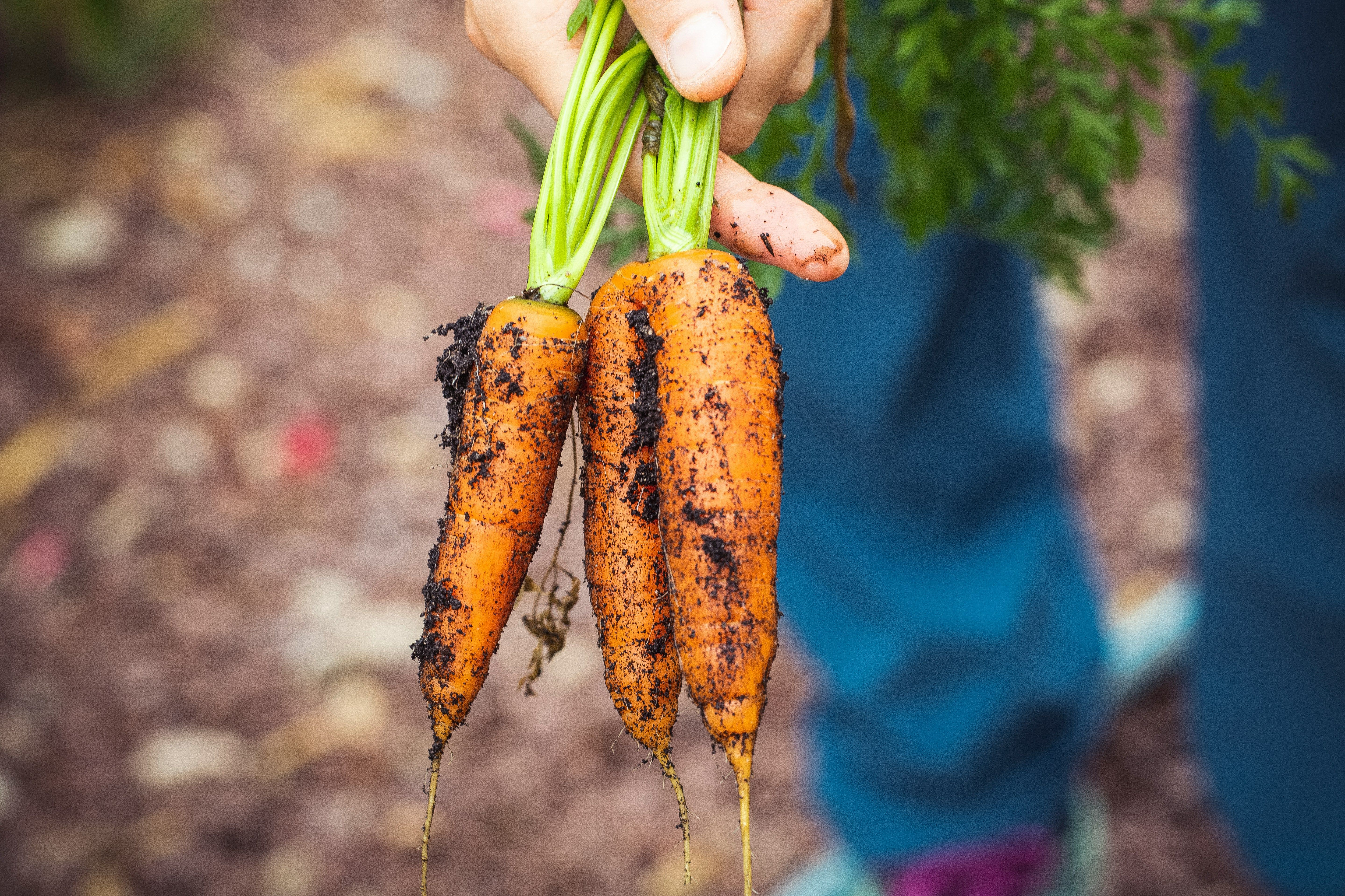 que faire au jardin en automne