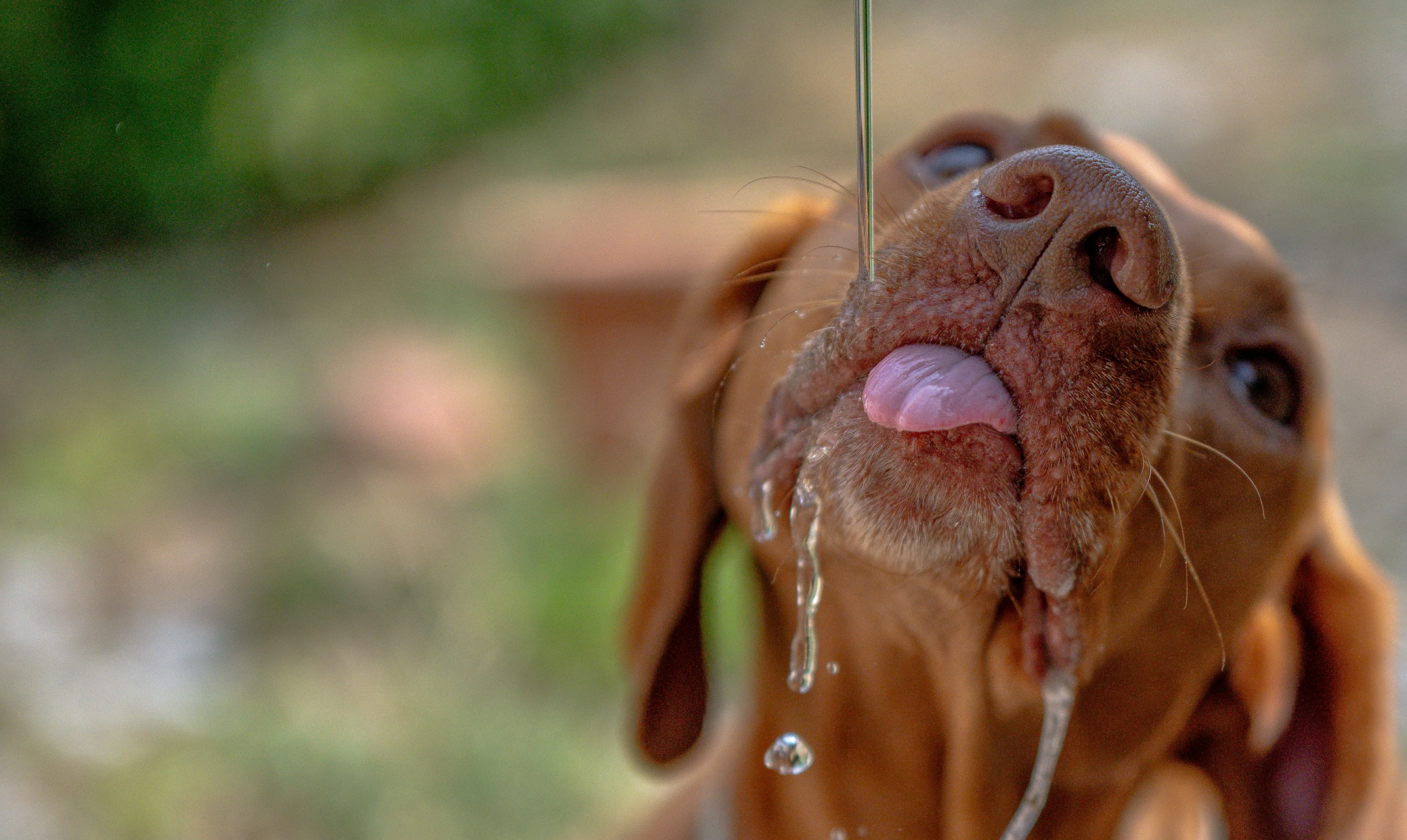 astuces canicule pour les animaux