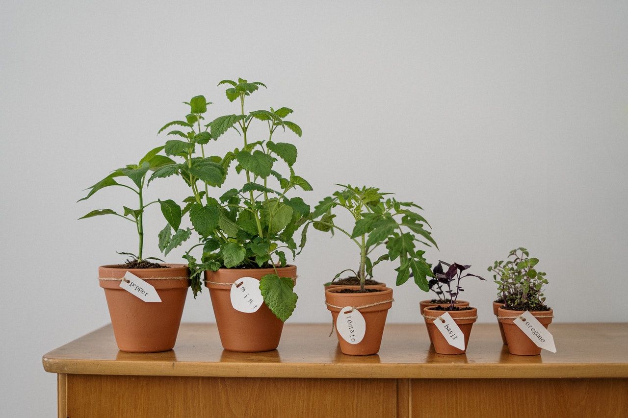 plants de légumes en pot