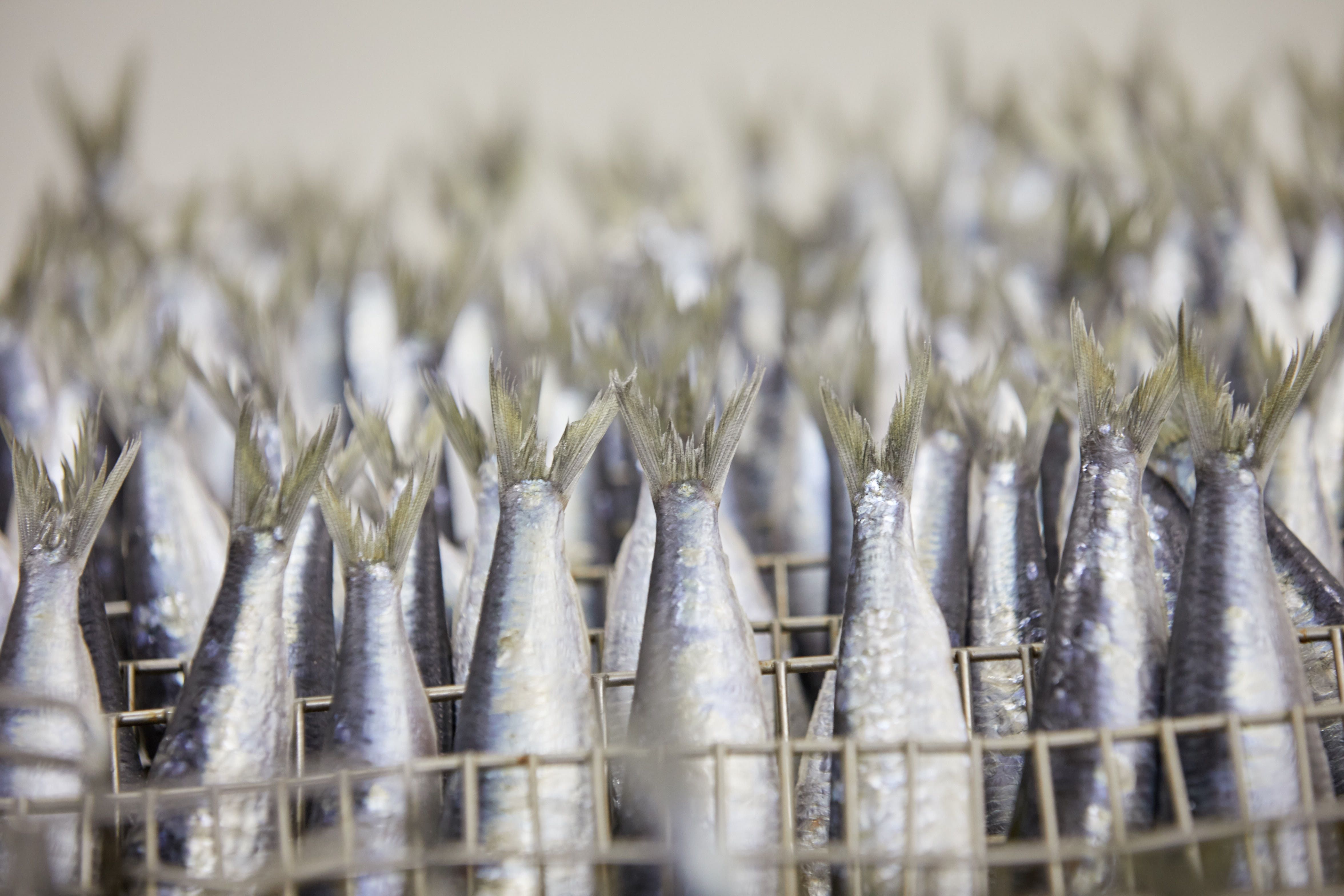 sardines Phare d'Eckmuhl