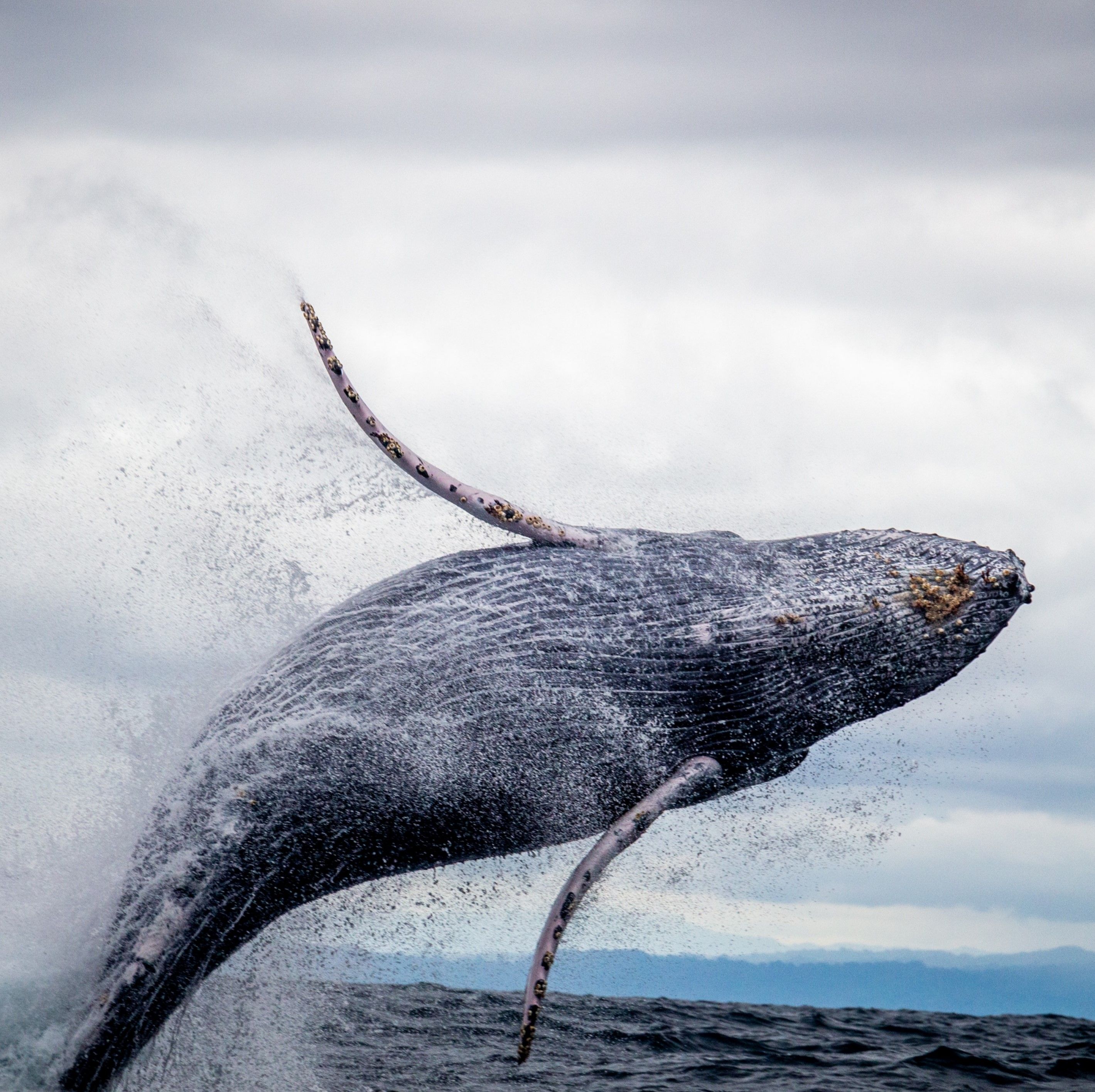 Baleine en train de sauter dans l'océan