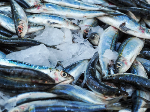 Pêche écoresponsable: Comment bien choisir les poissons - SOSCuisine