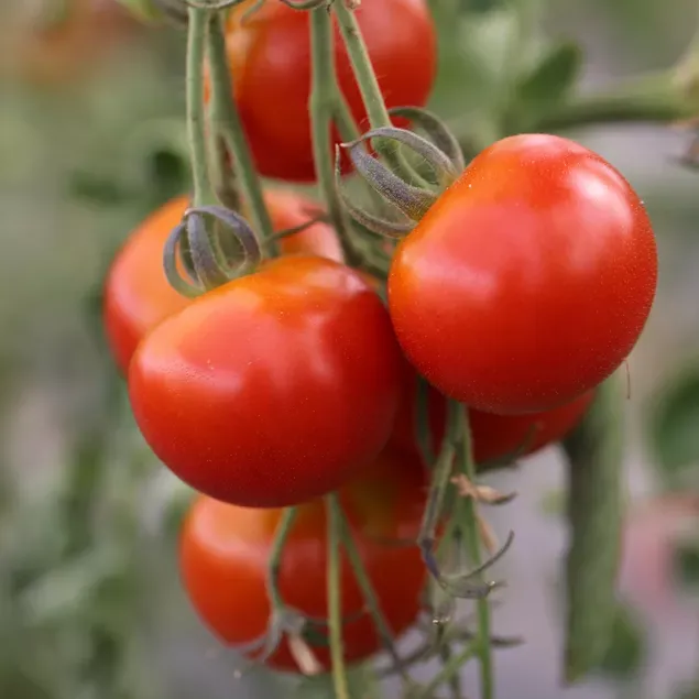 tomate-cerise-ab.webp