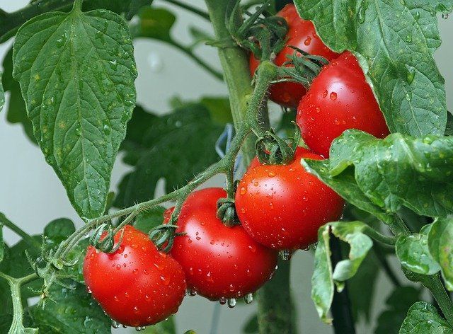 cendre maladie des tomates