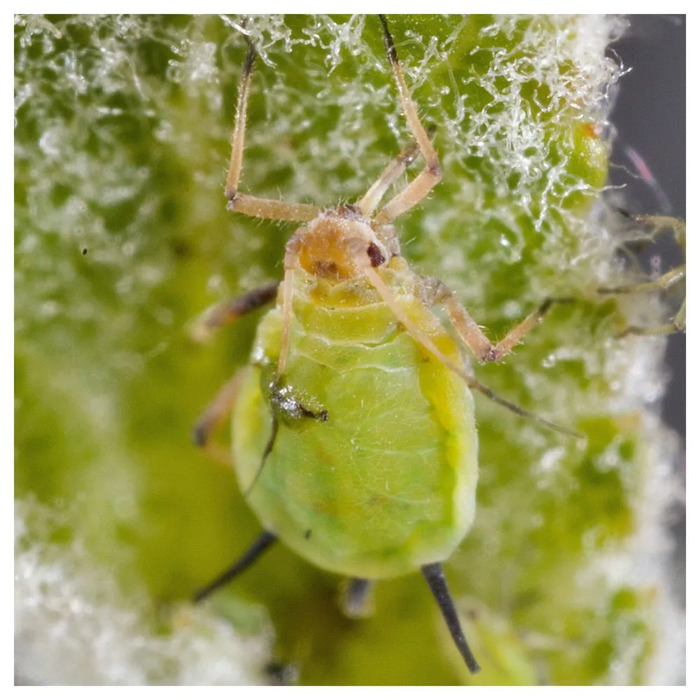 Moucherons : 5 astuces naturelles pour lutter contre ces petits insectes