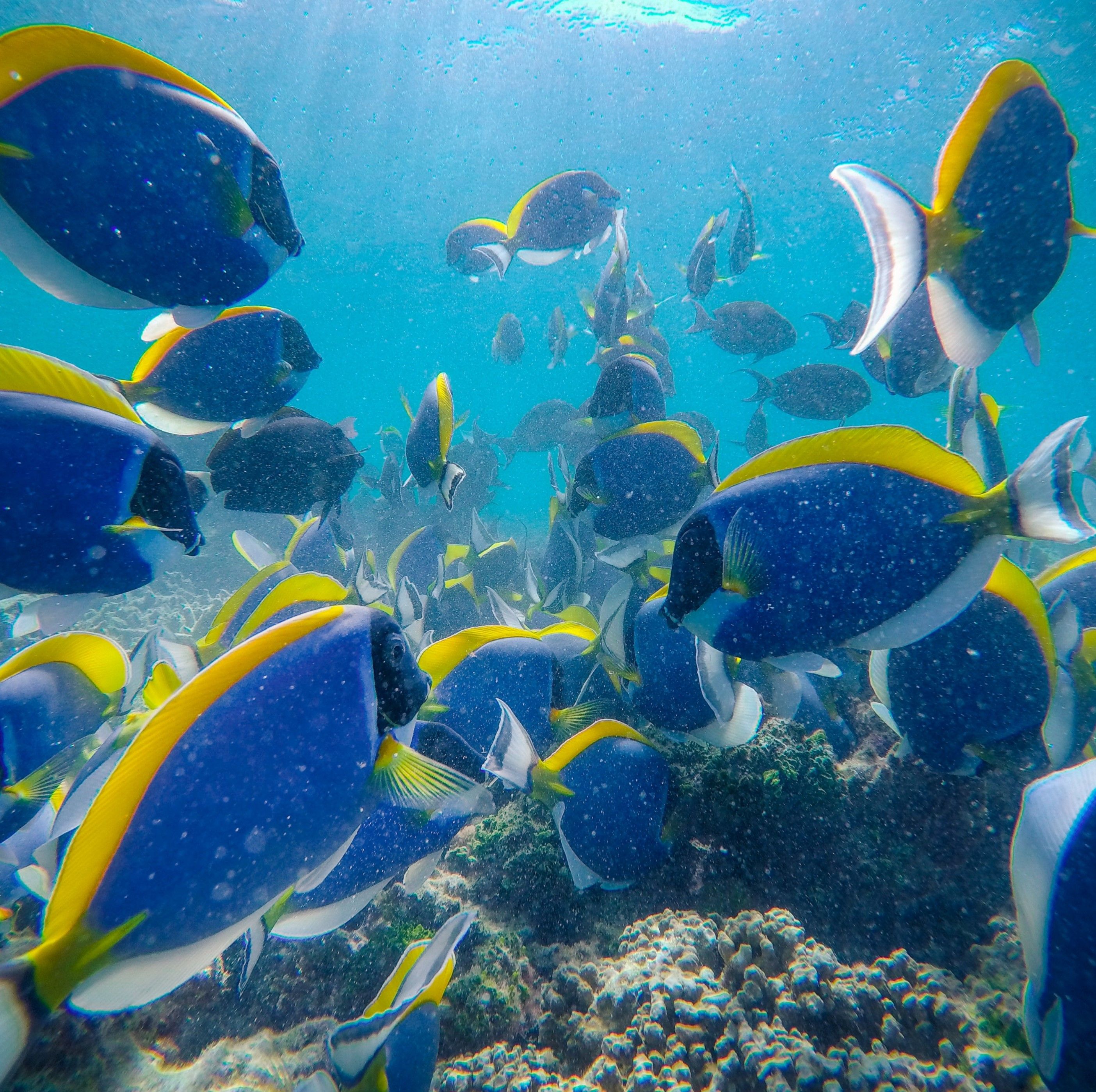 Banc de poissons bleus et jaunes