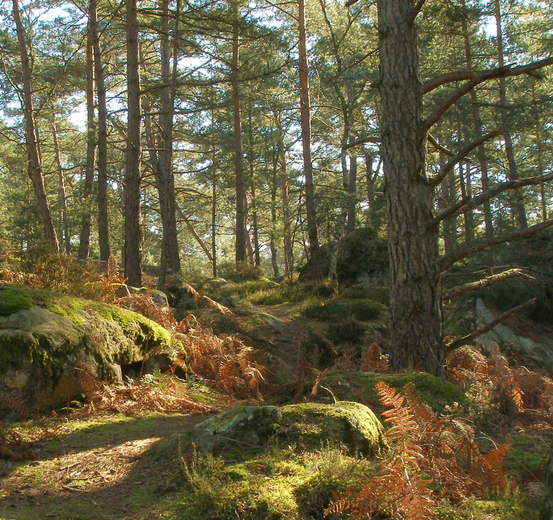 Sortie Fontainebleau Sous-bois pins, rochers