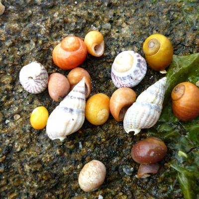 La pêche à pied