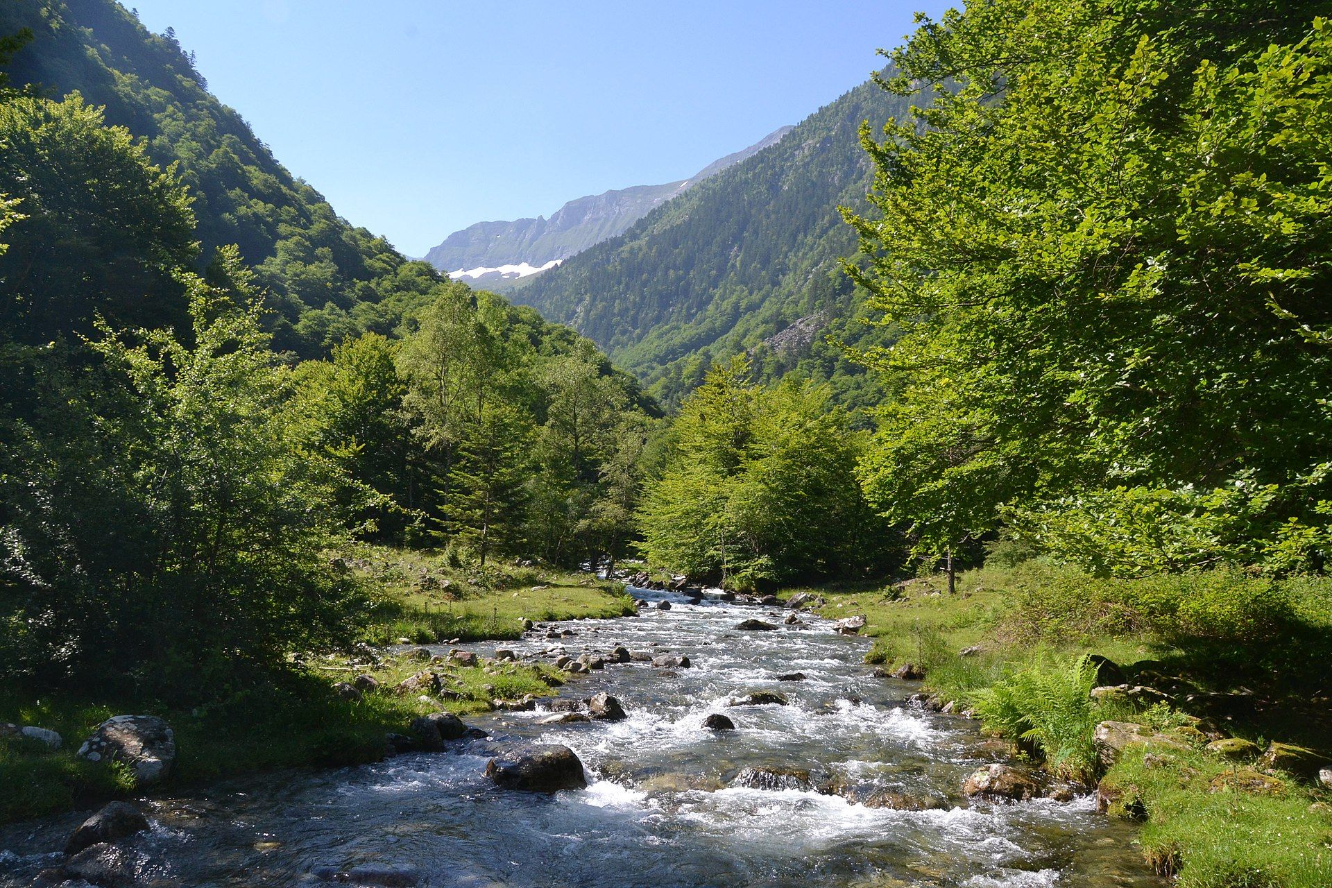 Bain de forêt et sylvothérapie : une immersion sensorielle au cœur des arbres