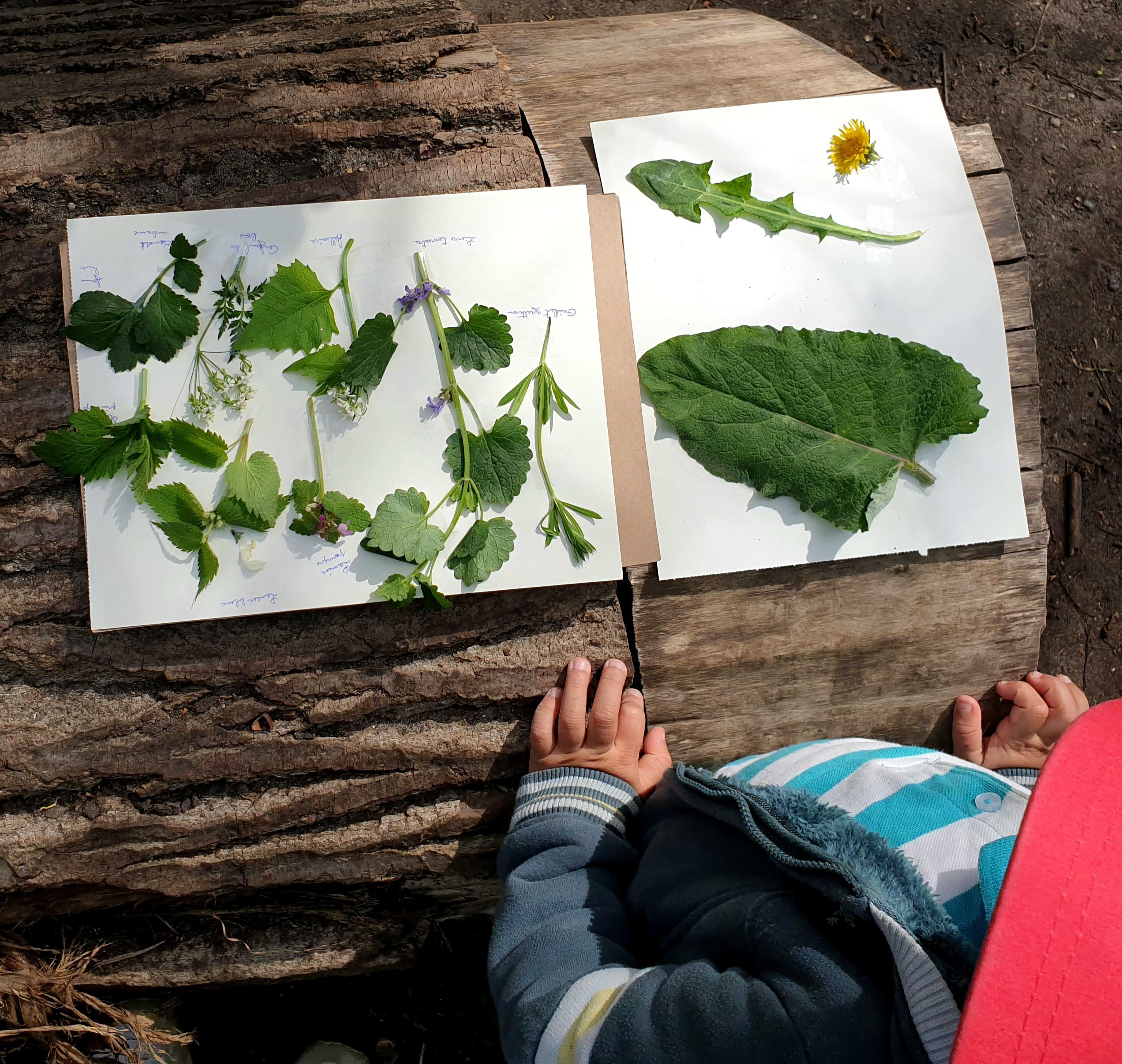 Carte cadeau - Balade parents-enfants à la découverte du sauvage