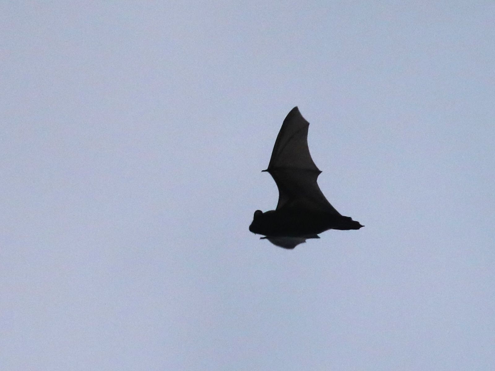 Carte cadeau - Nuit de la chauve souris