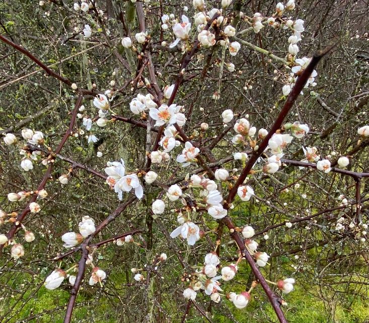 TOUT LE LONG DE L’YVETTE, LES FLEURS ET BOURGEONS DE MAI ENTRE DEUX LAVOIRS - DAMPIERRE _MAINCOURT