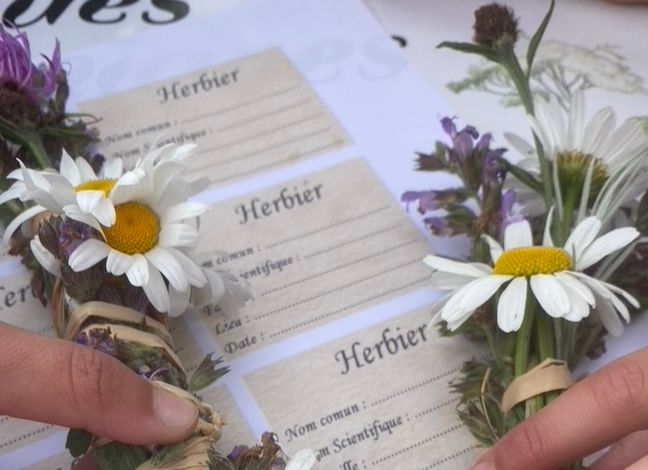 L'HERBIER DE MON ENFANCE