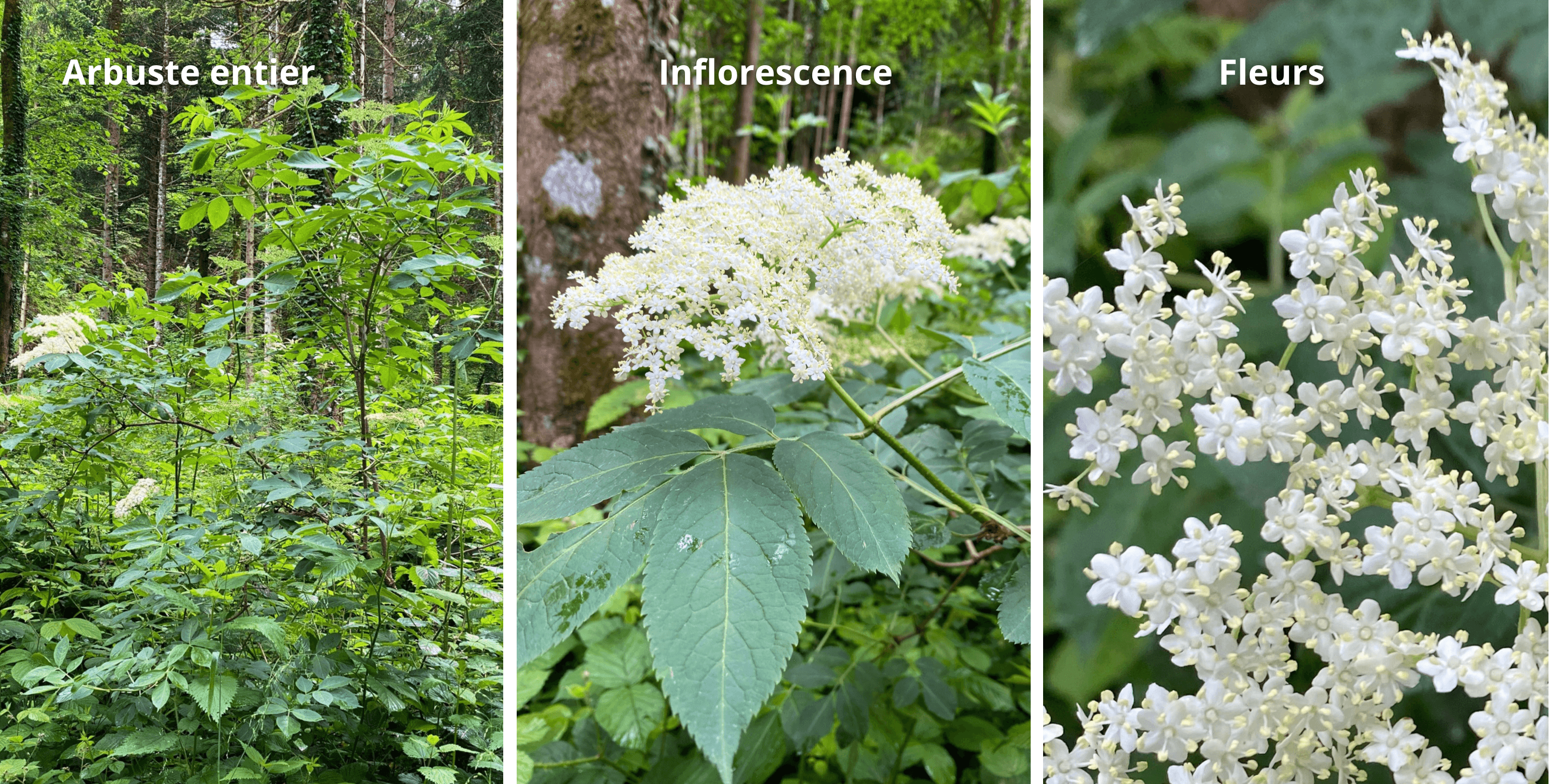 Découverte des plantes sauvages