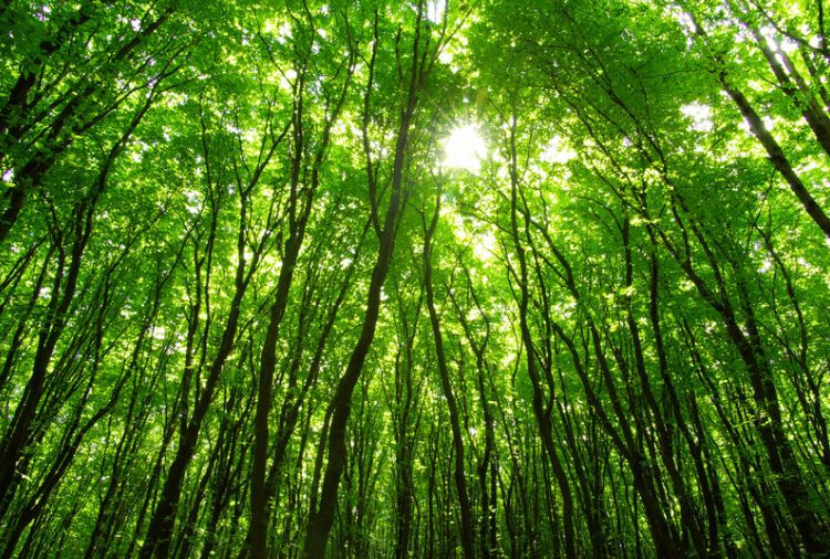 définition plante biodiversité