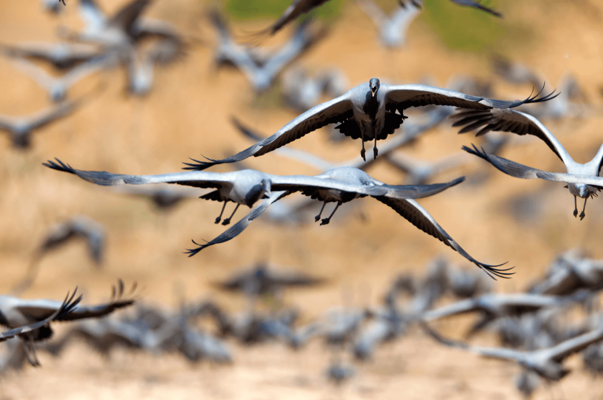 oiseaux migrateurs France Spots observation biodiversité