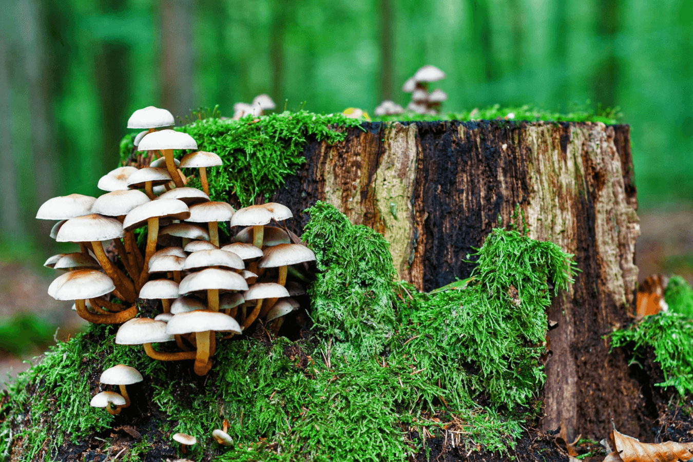 Octobre en forêt Champignons Biodiversité
