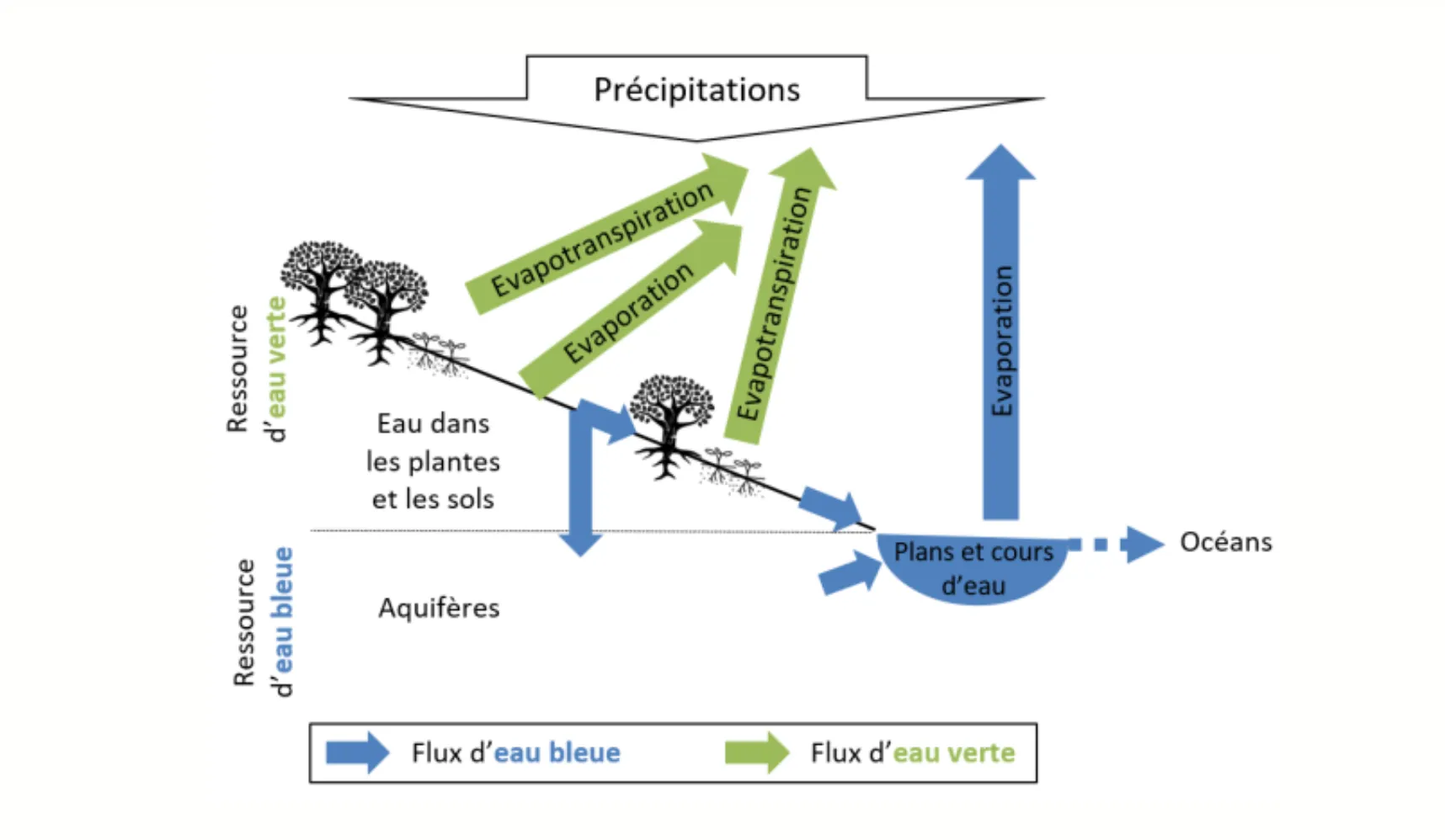 cycle de l'eau eau bleue eau verte Eco-Nature.org Biodiversité Sortie Nature