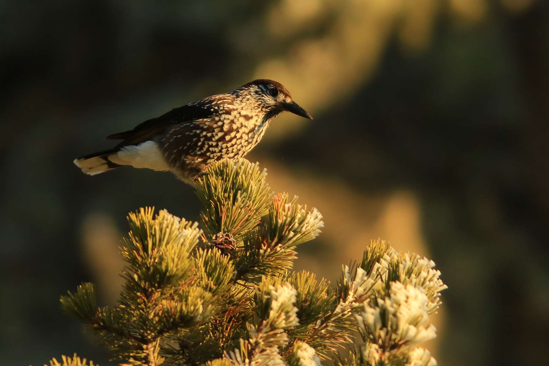 Observer les oiseaux autour de Grenoble