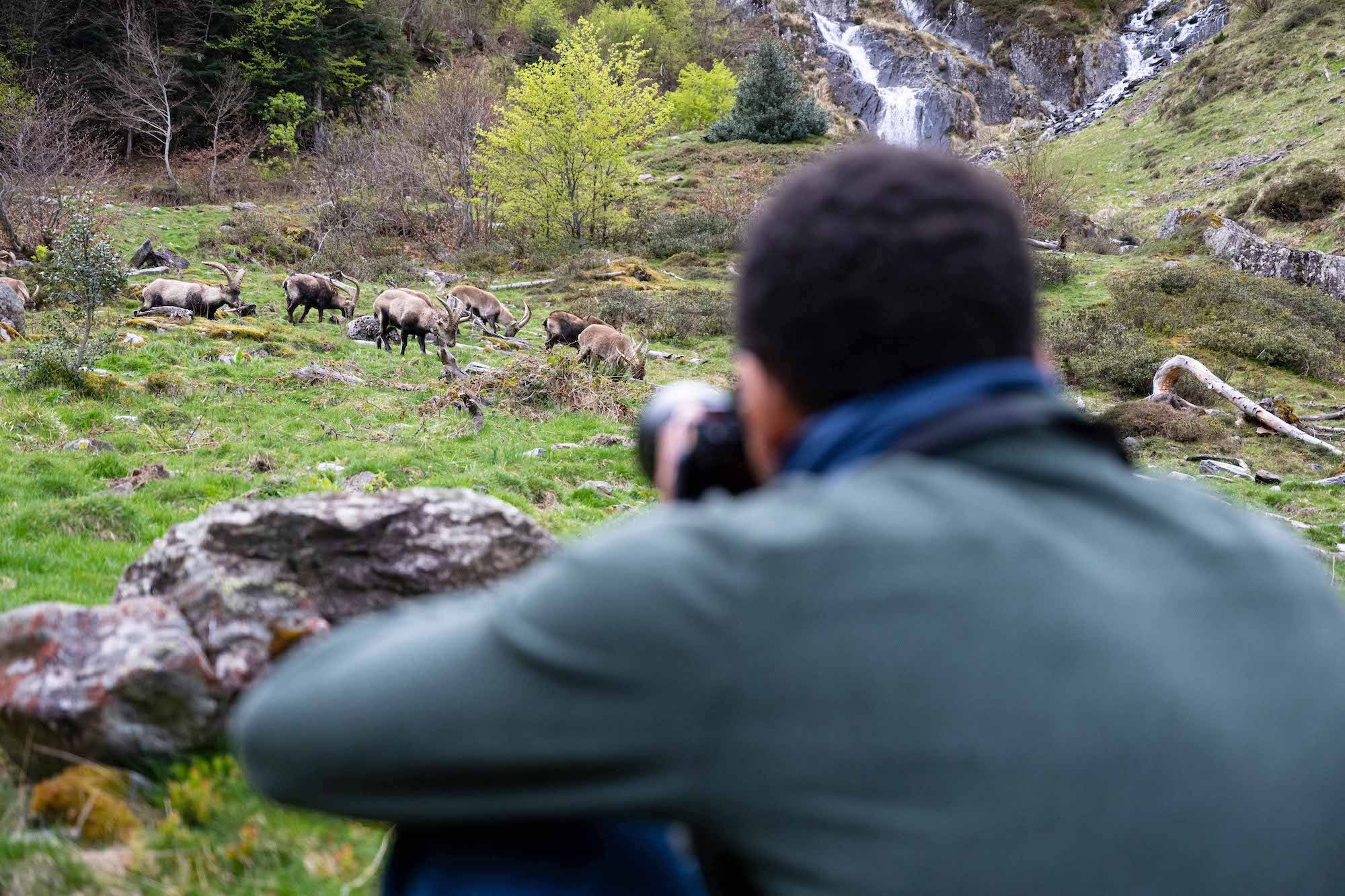 Sorties et stages photo nature et faune sauvage
