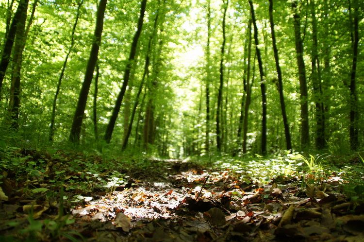 Les activités Nature proposés par Stéphane - Guide Nature