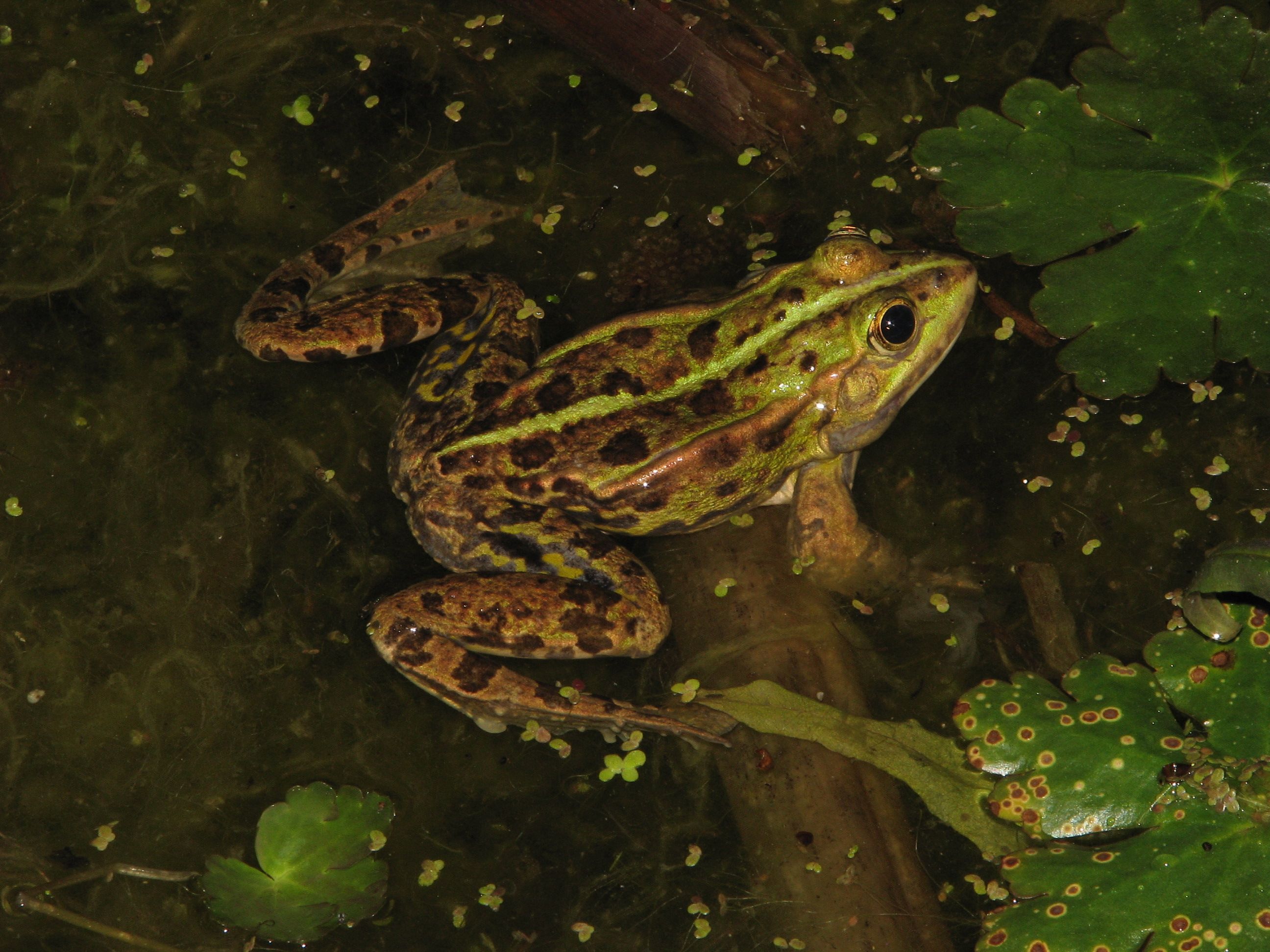 Découverte des amphibiens