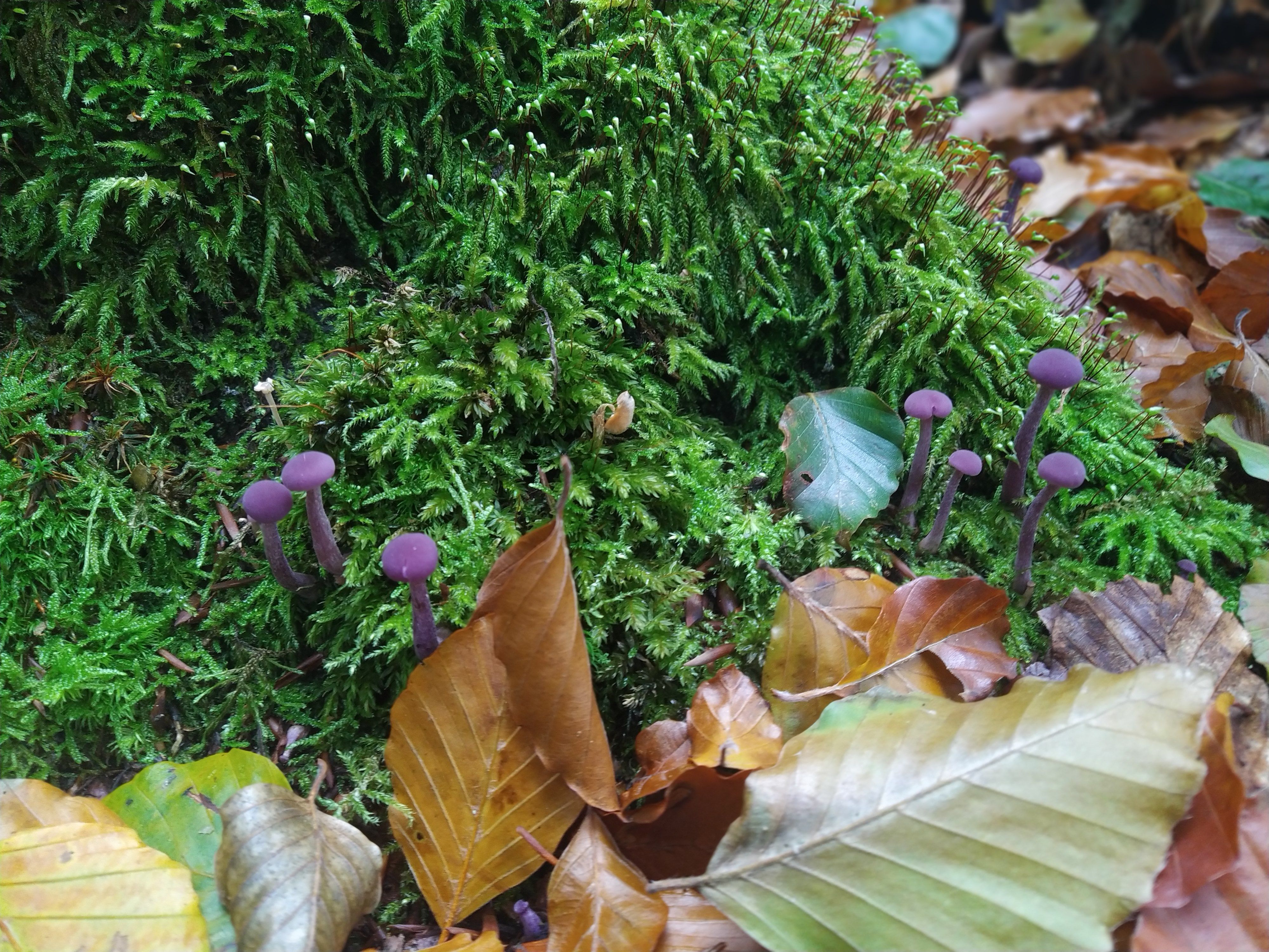 Laccaire améthyste (Laccaria amethystina)