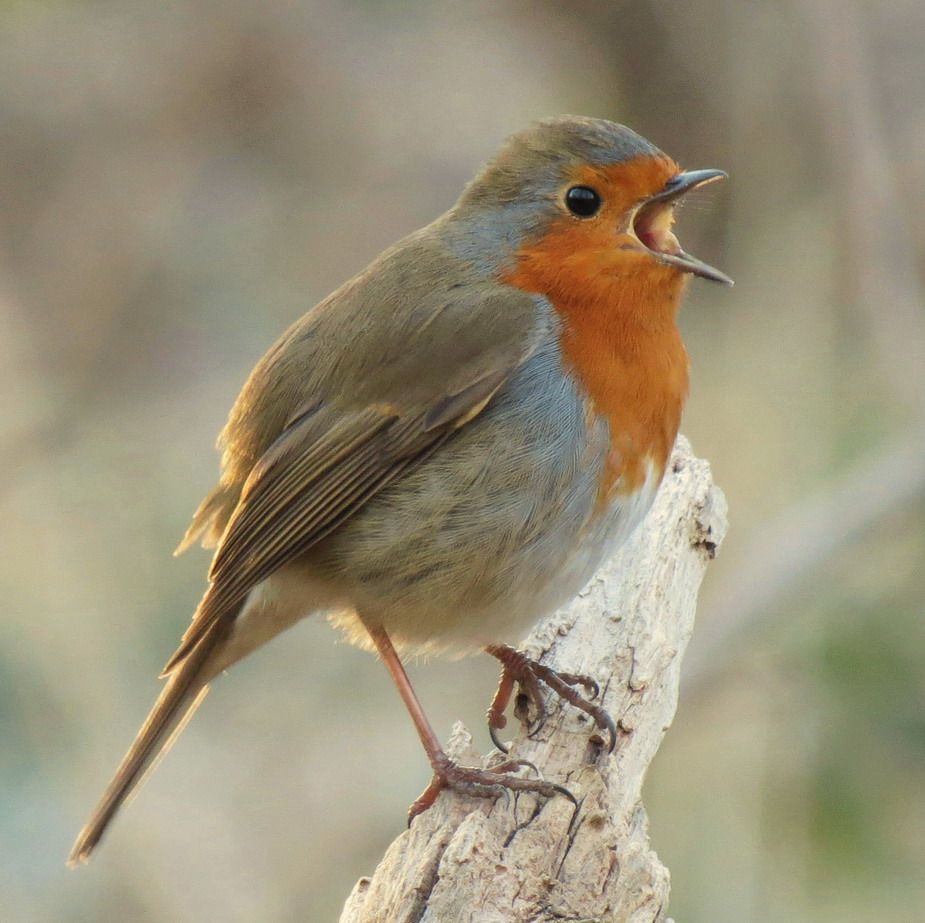Carte cadeau - Savoir reconnaitre les oiseaux et leur chant