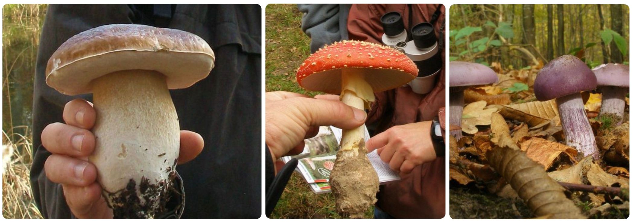 Sorties champignons